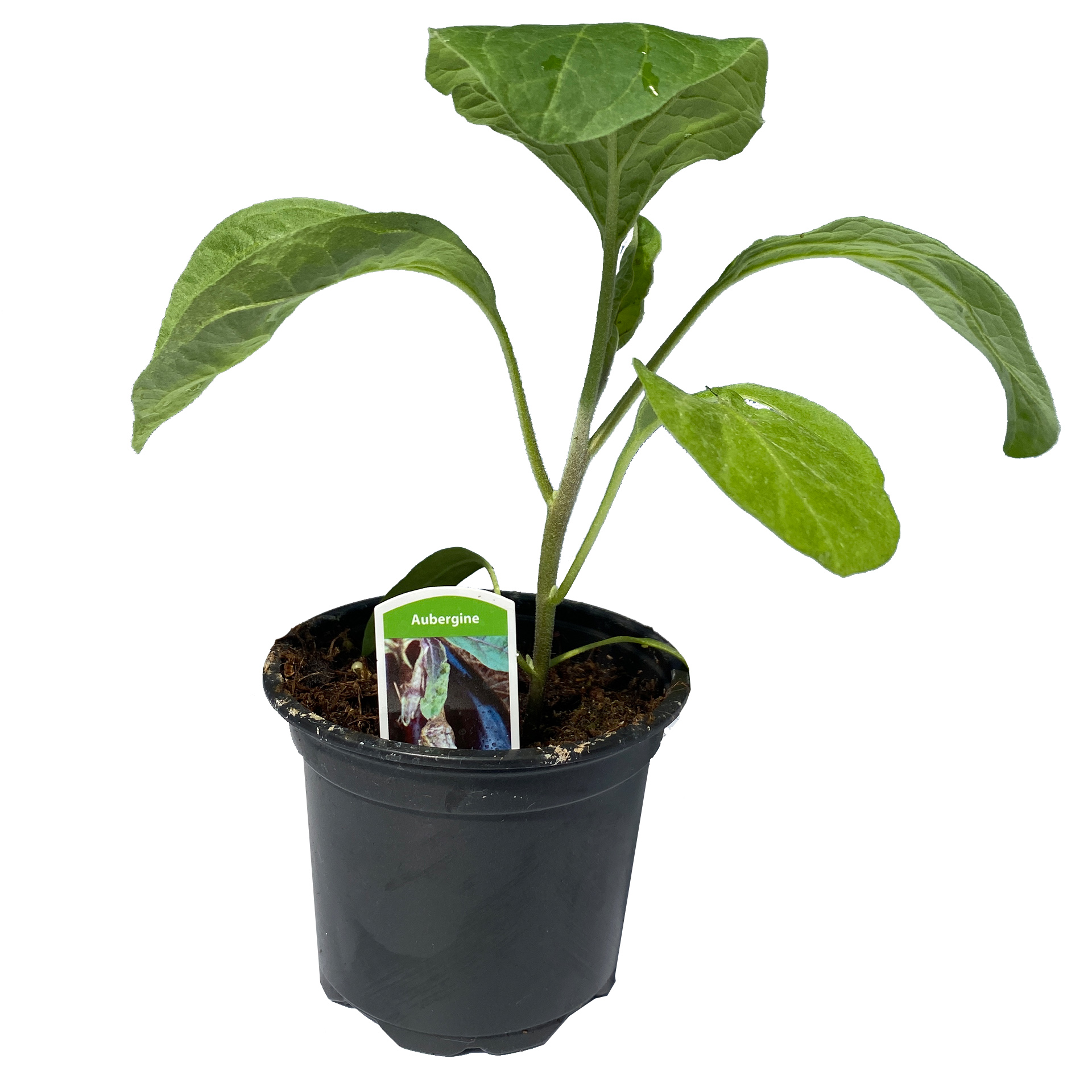 Aubergine Aubergine