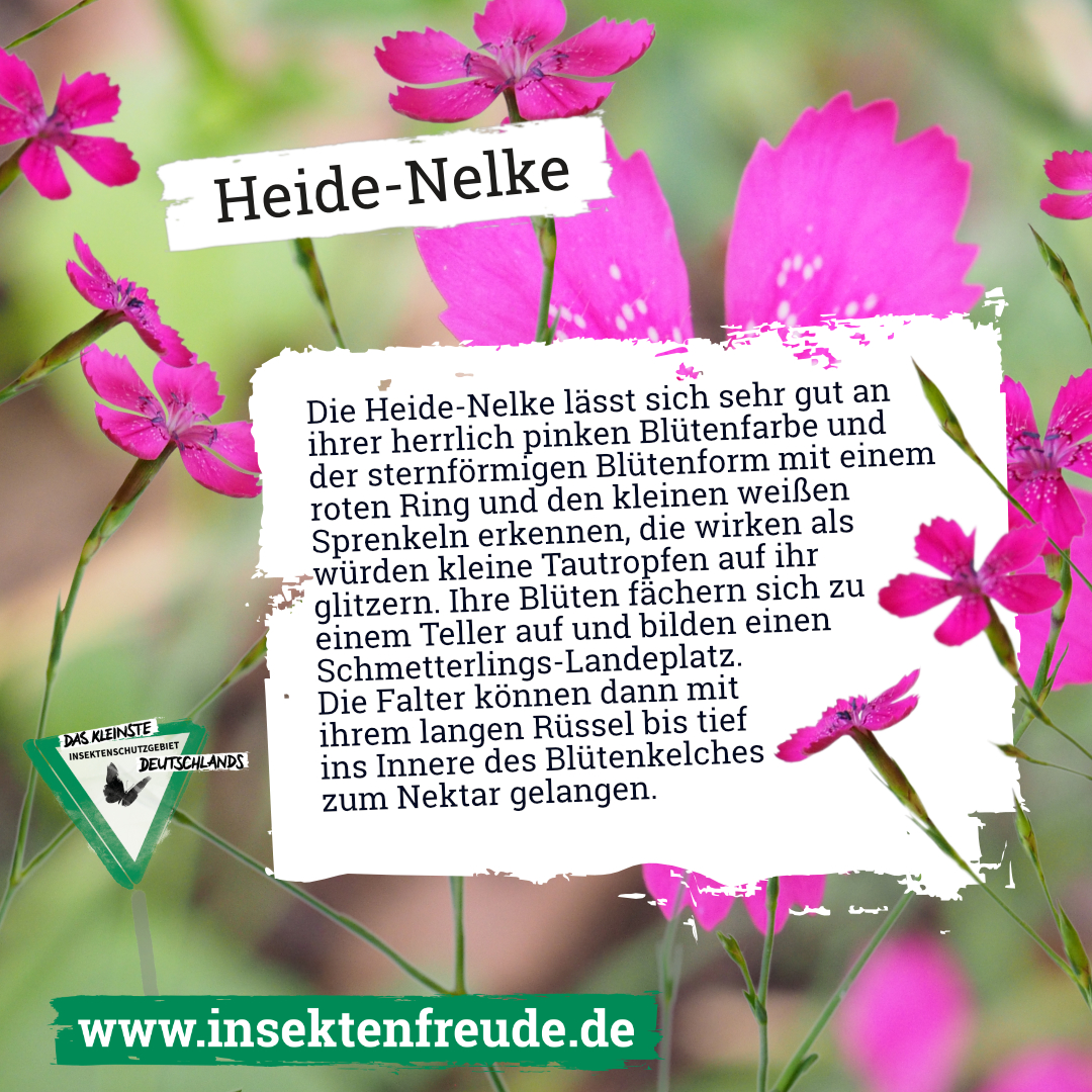 Blume, Blütenblatt, Pflanze, Werbung, Plakat