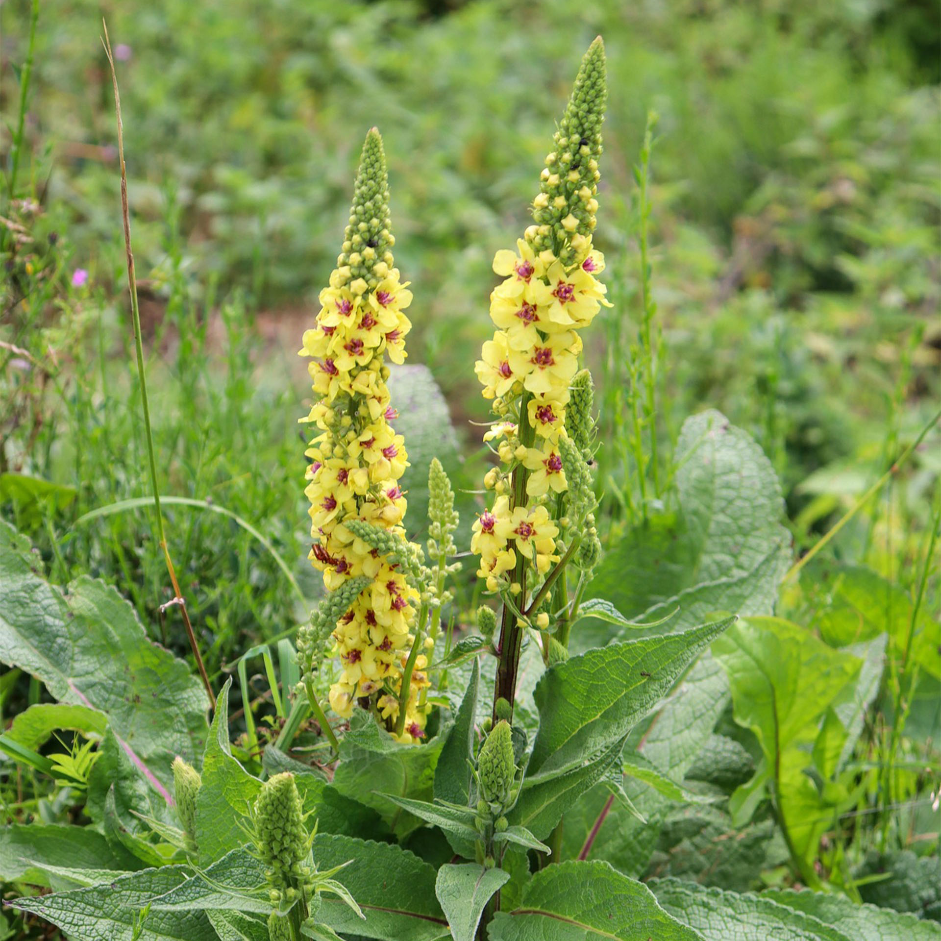 Löwenmäulchen, gelbe Blüten, Stauden, Blätter, Schnittblume