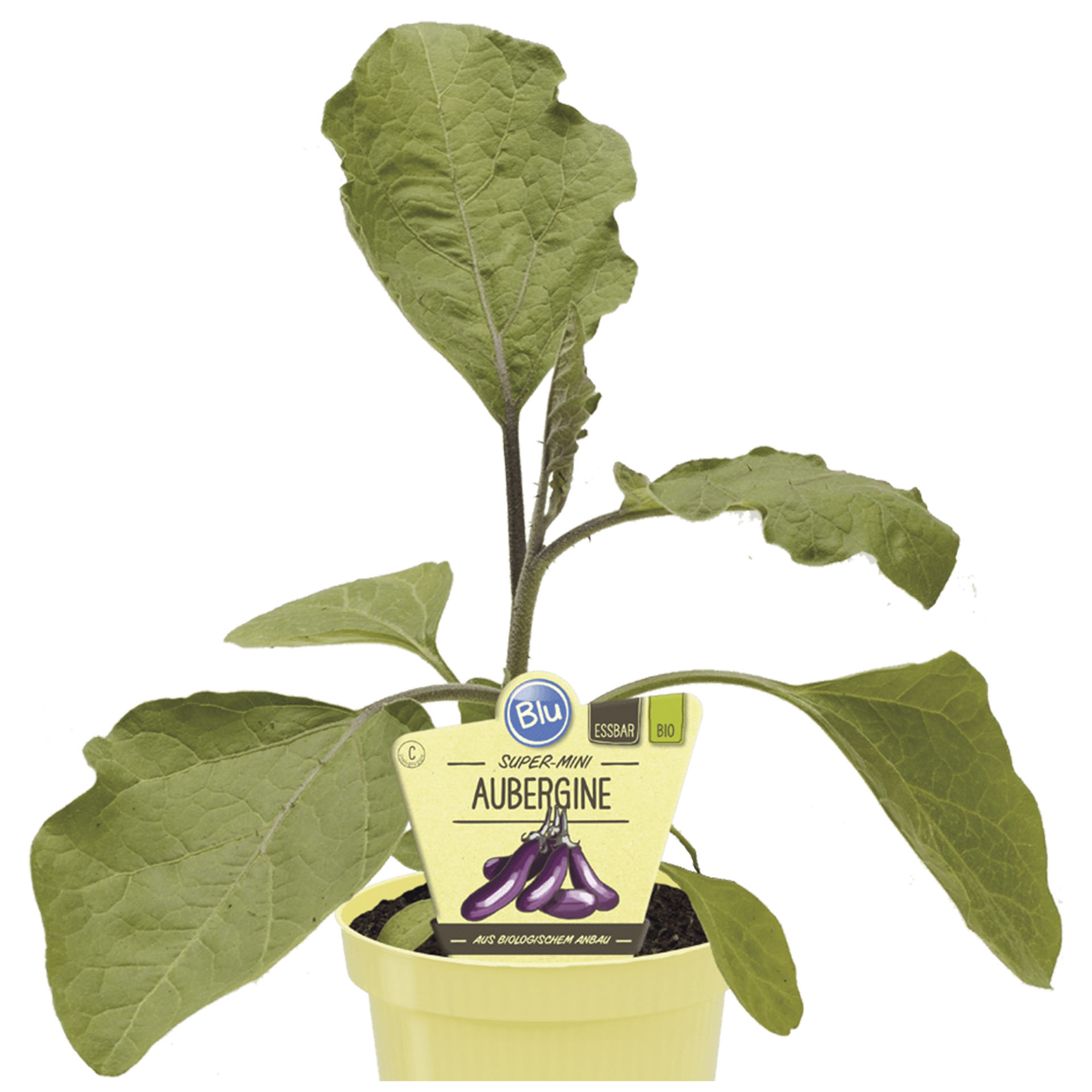 BIO Aubergine super mini Aubergine im Pflanztopf mit Pflanzenstecker