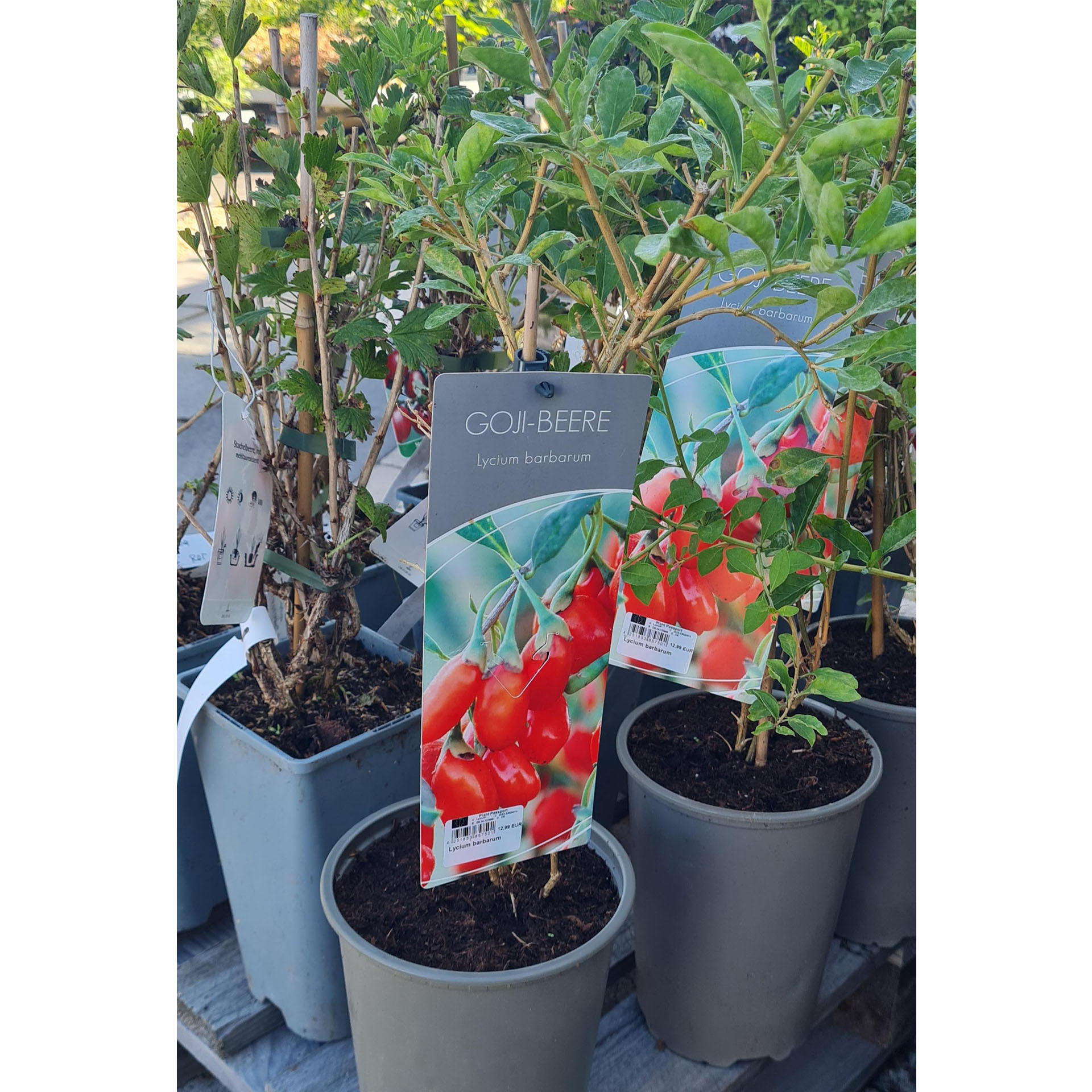 Goji-Beere Goji-Beere im Pflanztopf mit Stecker Pflanzanleitung