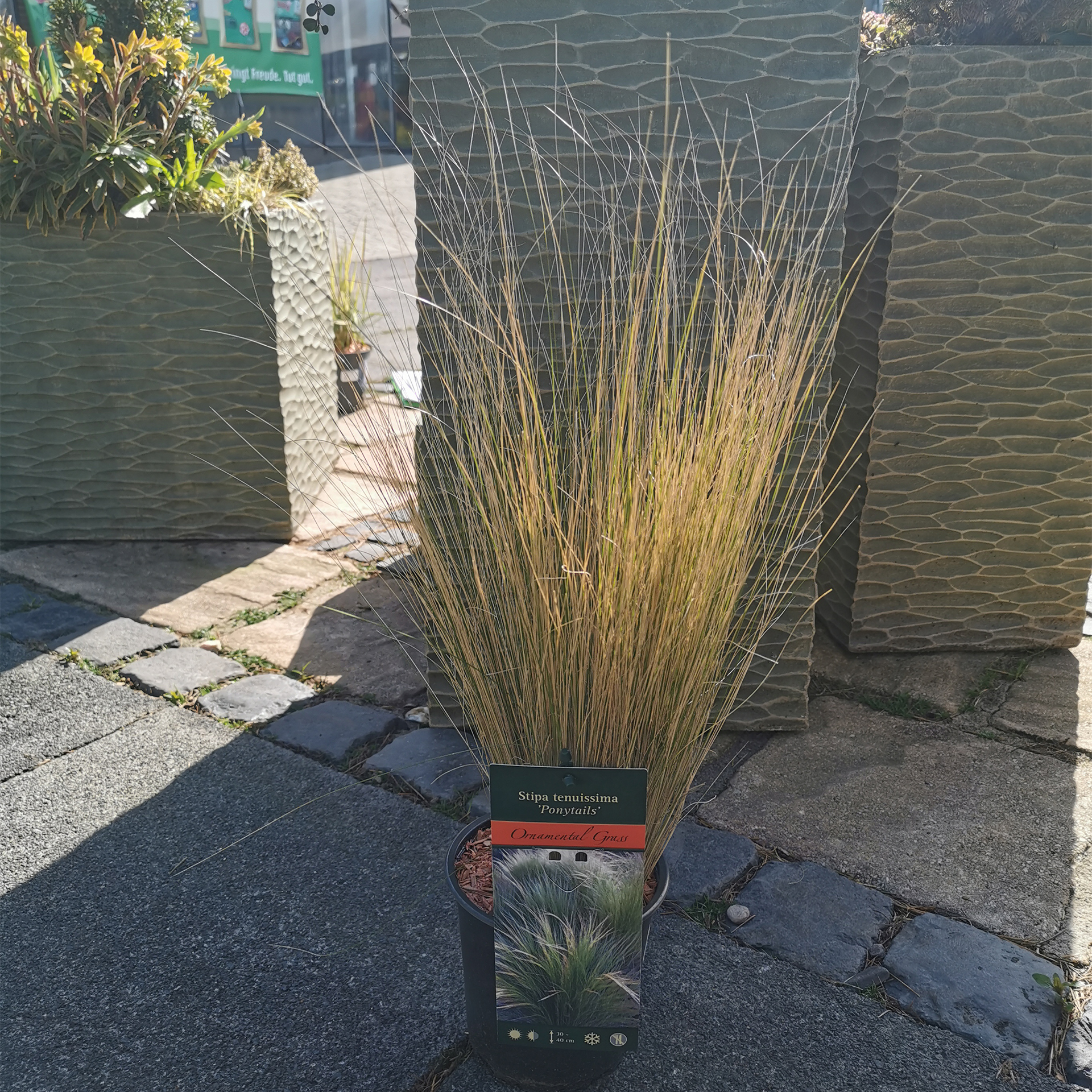 Federgras - Stipa tenuissima, 13cm Topf Federgras - Stipa tenuissima, 13cm Topf