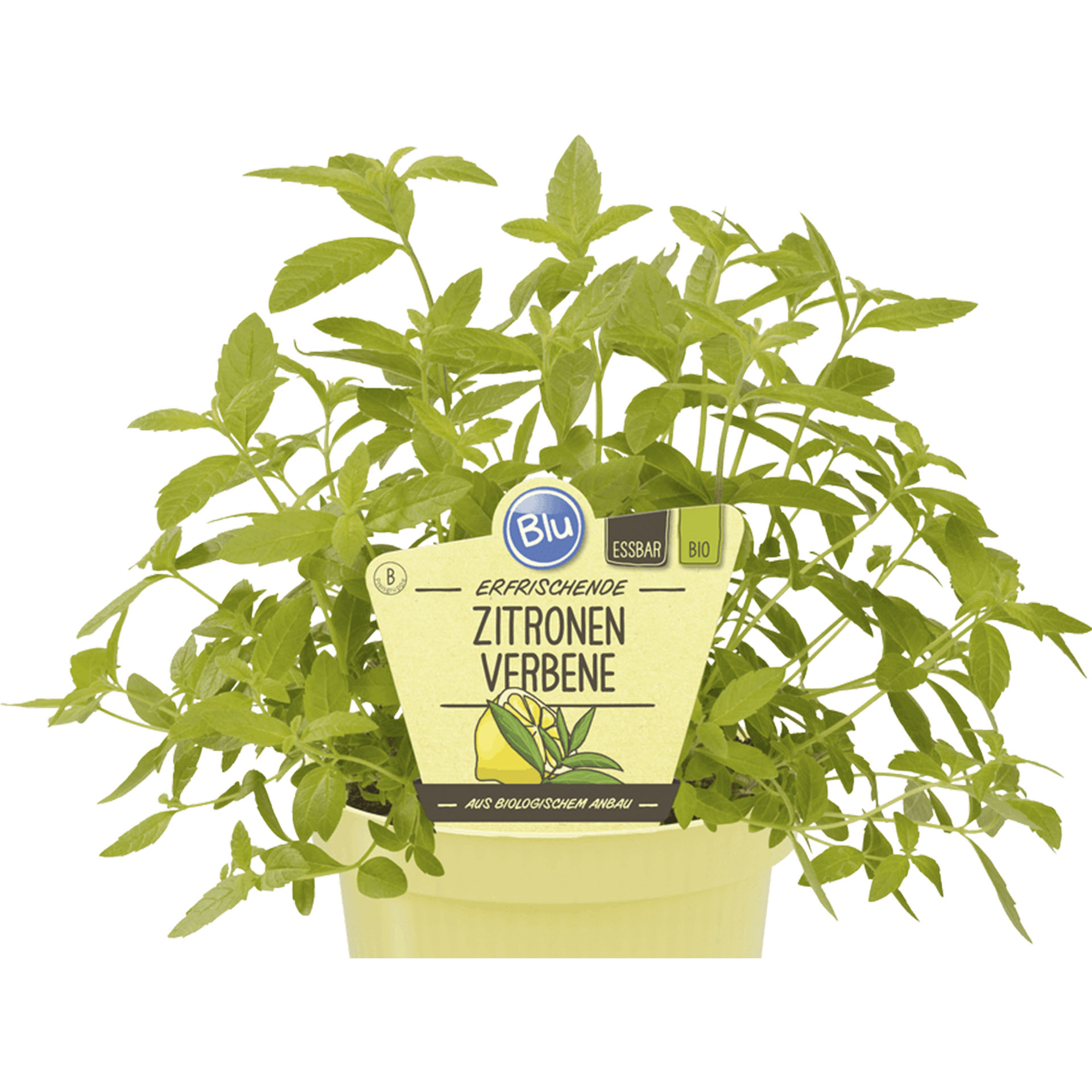 BIO Zitronenverbene - Lippia citriodora, 12cm Topf