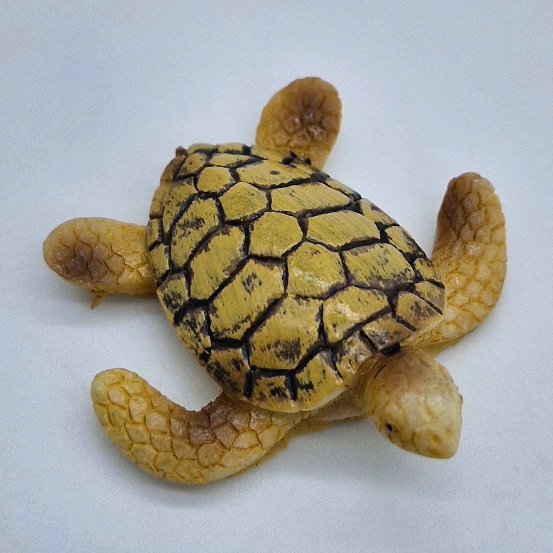 Schildkröte Tier, Reptil, Leben im Meer, Schildkröte, Tier, Reptil, Leben im Meer, Schildkröte