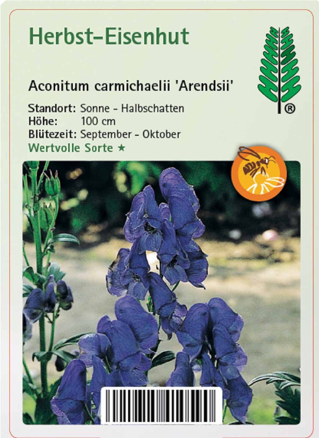 Herbst-Eisenhut - Aconitum carmichaelii 'Arendsii' Herbst-Eisenhut - Aconitum carmichaelii 'Arendsii'