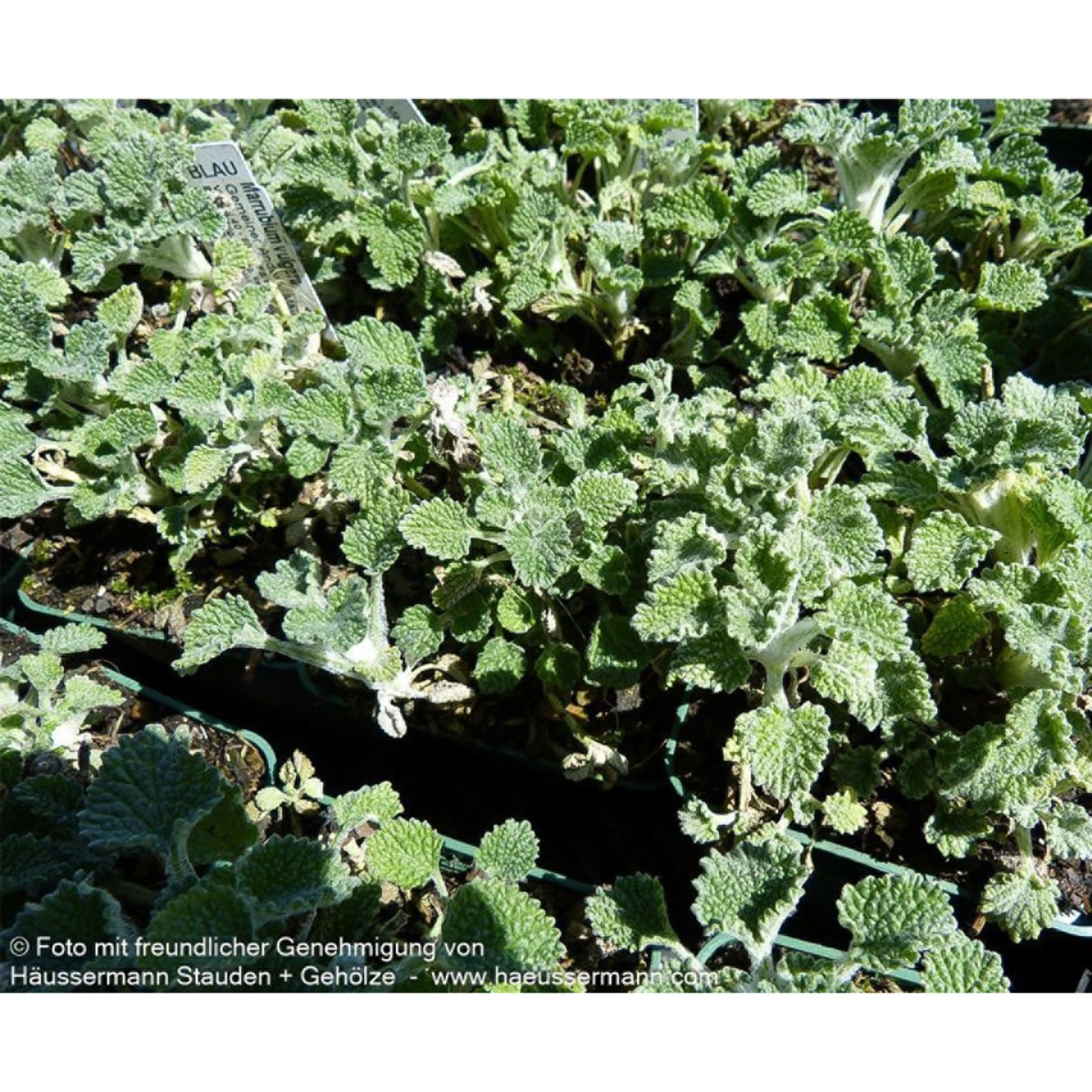 Kräuter, Pflanze, Minze, Vegetation