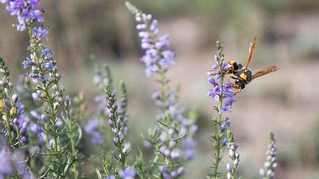 Biene, Wespe, Apidae, Blume, Honigbiene