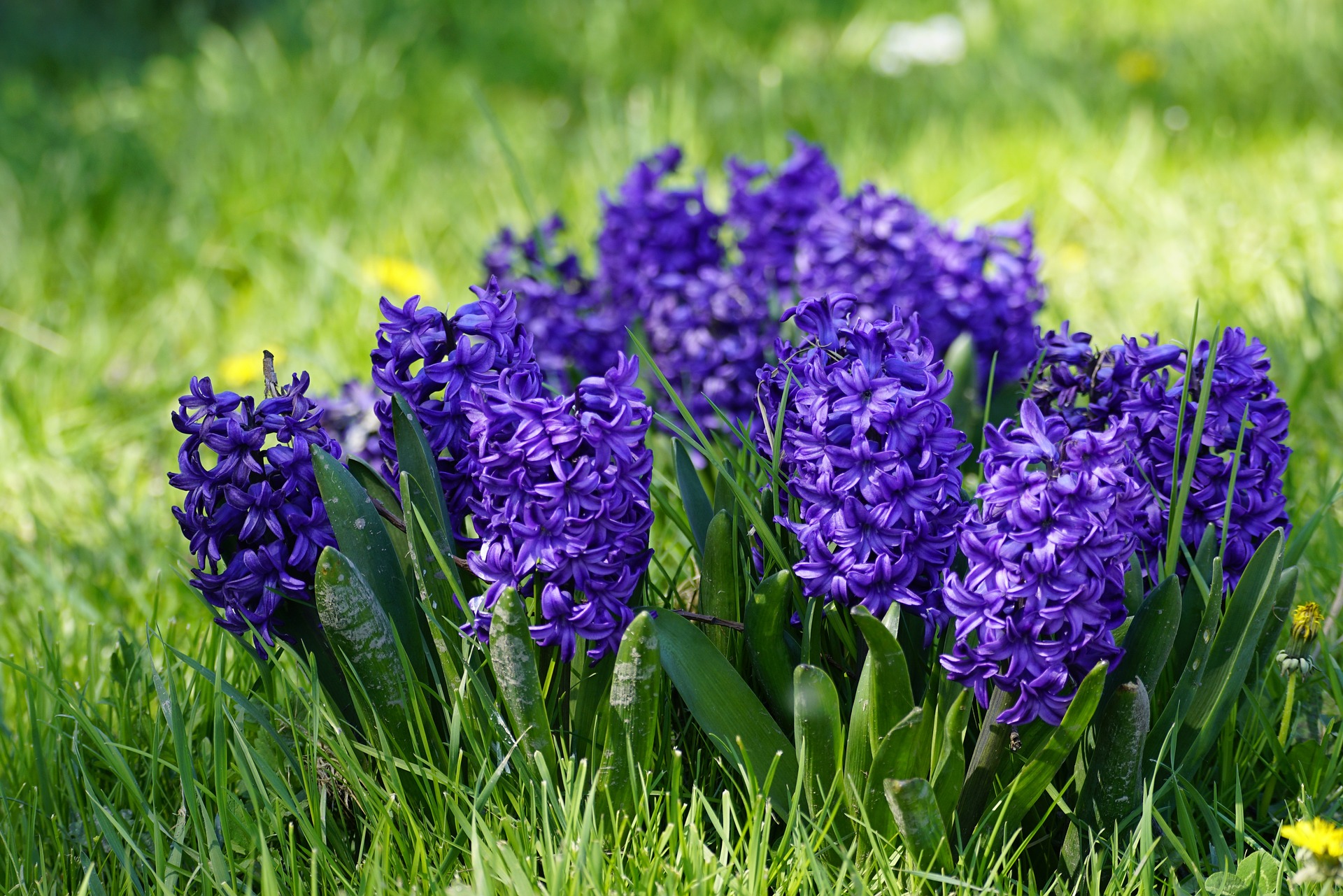 hyazinthe-lila-pixabay-2 lila blühende hyazinthe