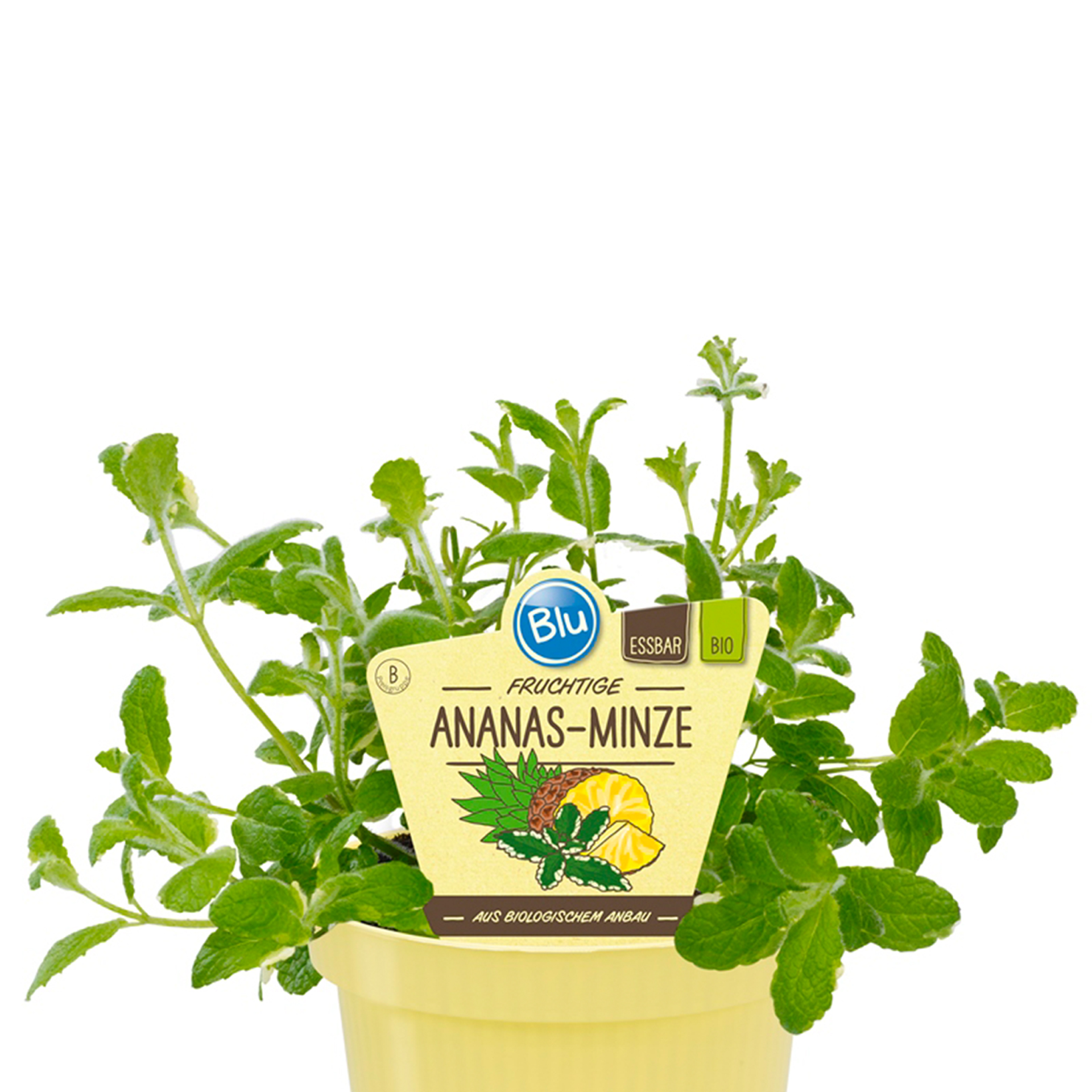 BIO Ananas-Minze - Mentha suaveolens 'Variegata', 12cm Topf BIO Ananas-Minze - Mentha suaveolens 'Variegata', 12cm Topf