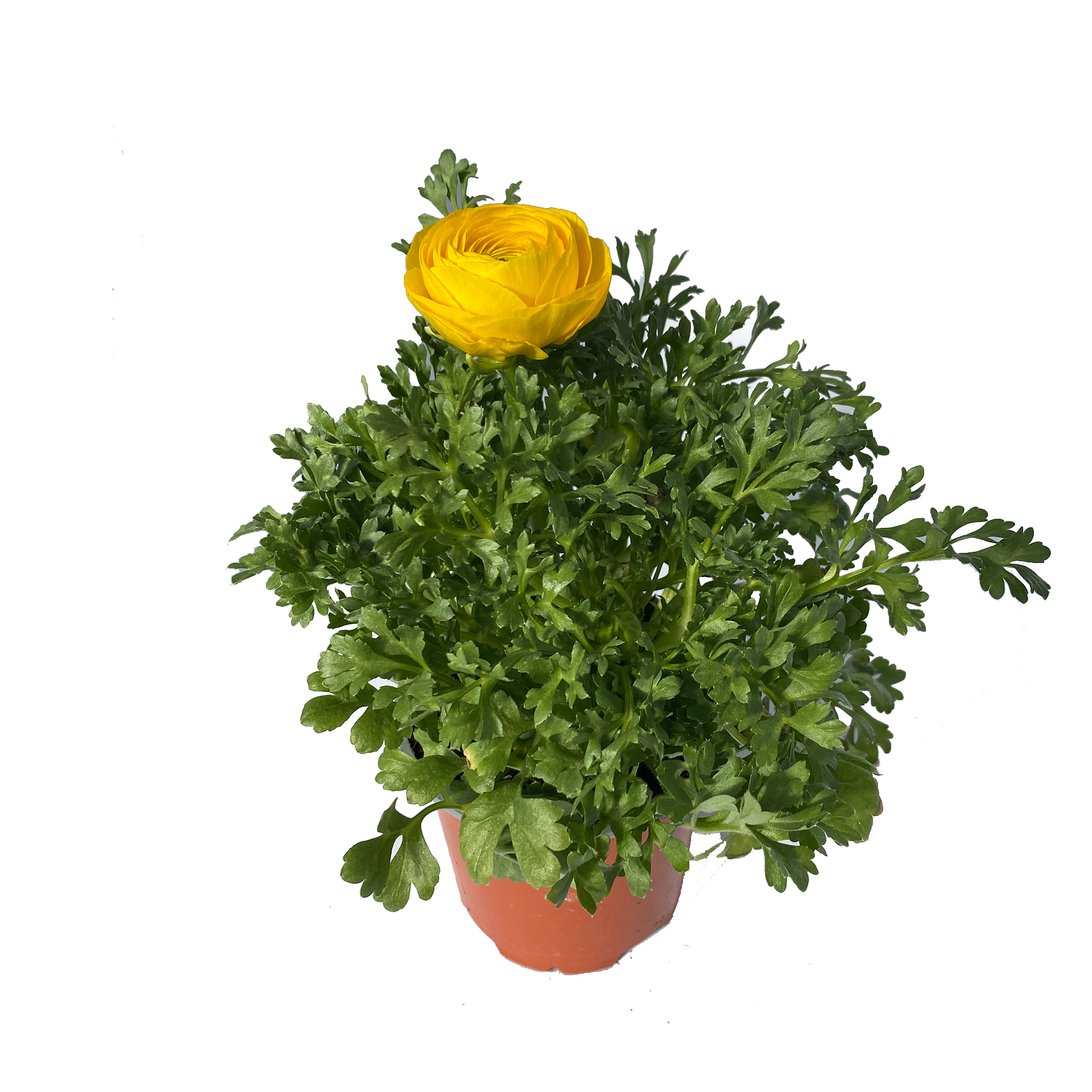 Ranunkel - Ranunculus asiaticus gelb, 12cm Topf Ranunkel - Ranunculus asiaticus gelb, 12cm Topf