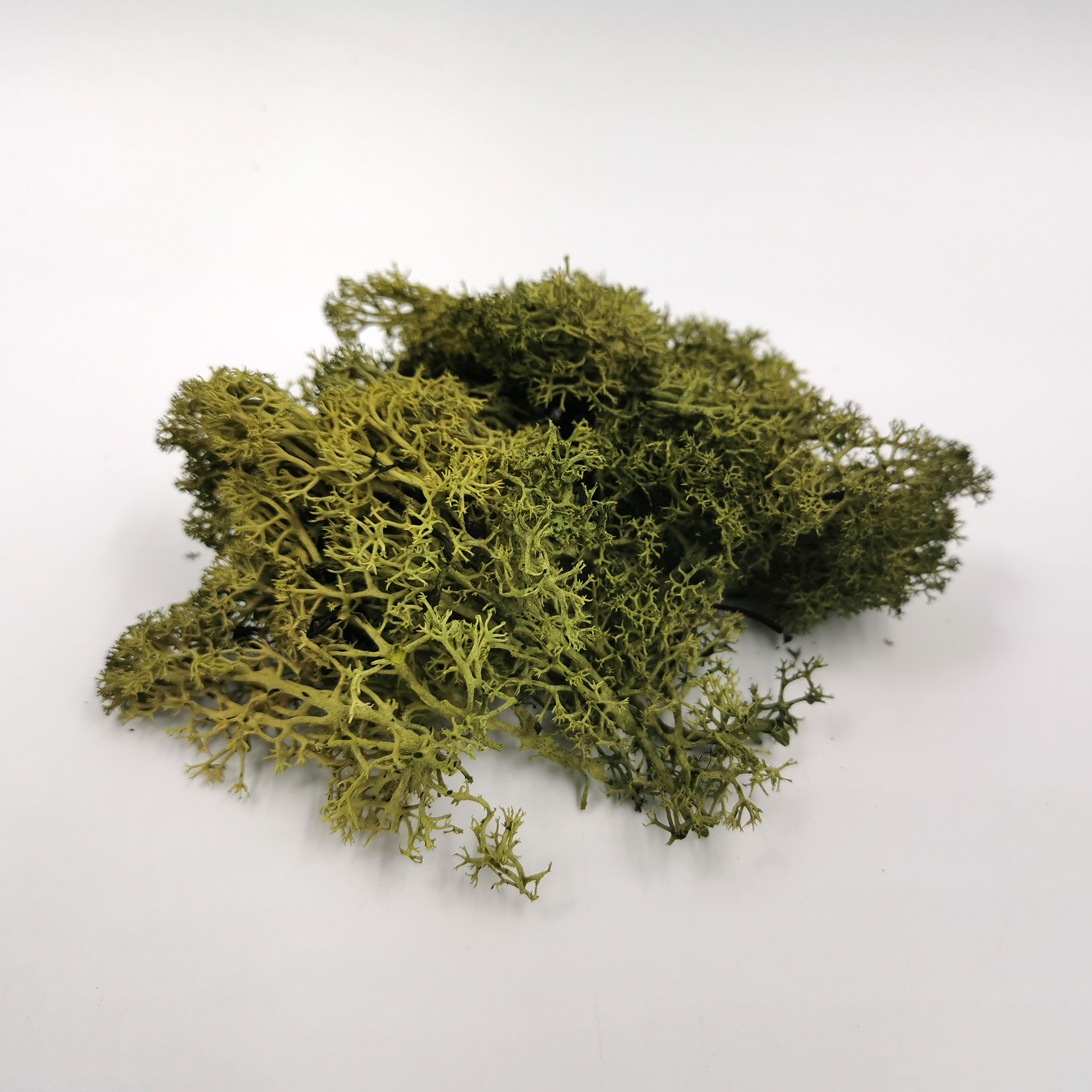 Moos dunkelgrün Islandmoos zur Krippengestaltung