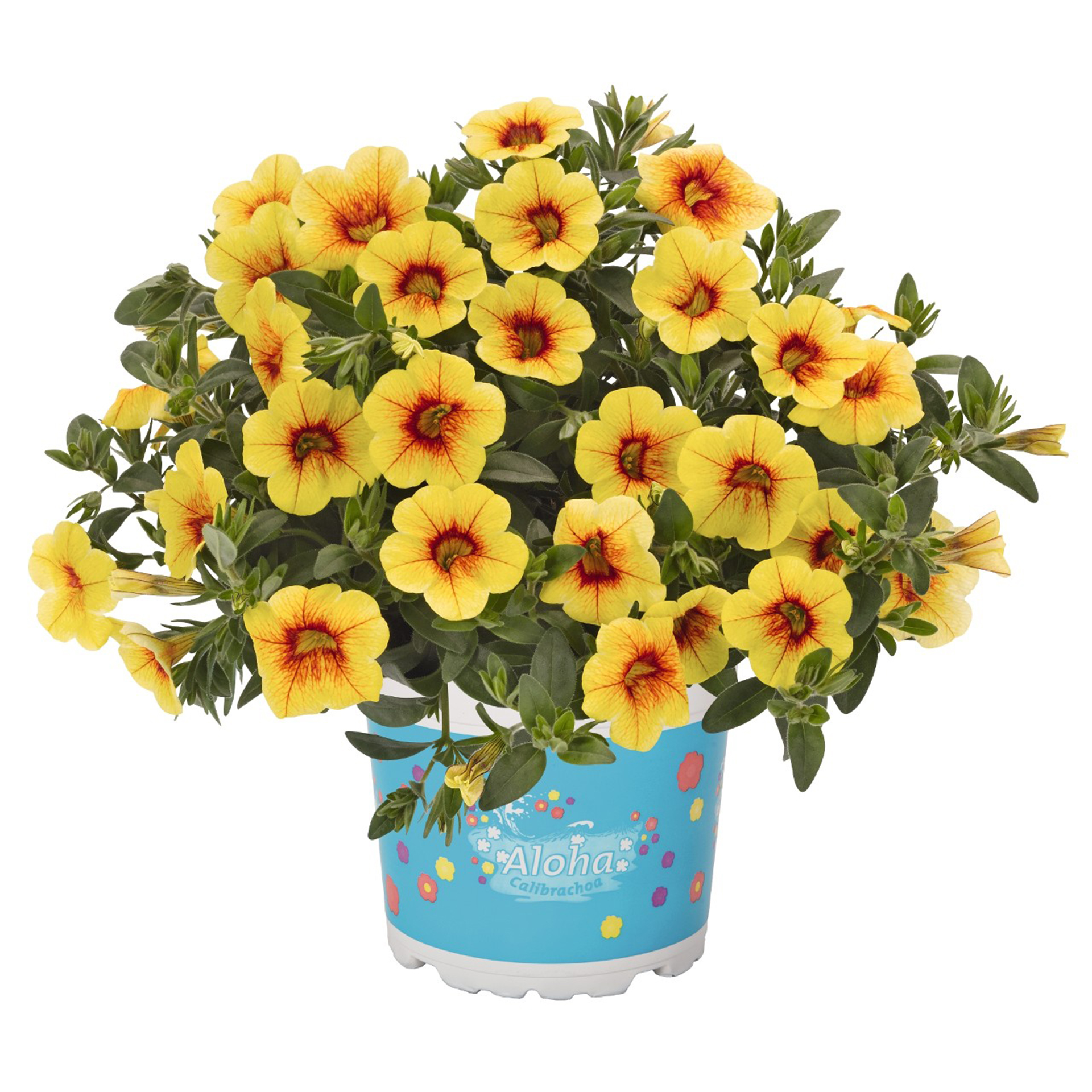 Zauberglöckchen - Calibrachoa 'Aloha Kona Honeycamp', 12cm Topf Zauberglöckchen - Calibrachoa 'Aloha Kona Honeycamp', 12cm Topf