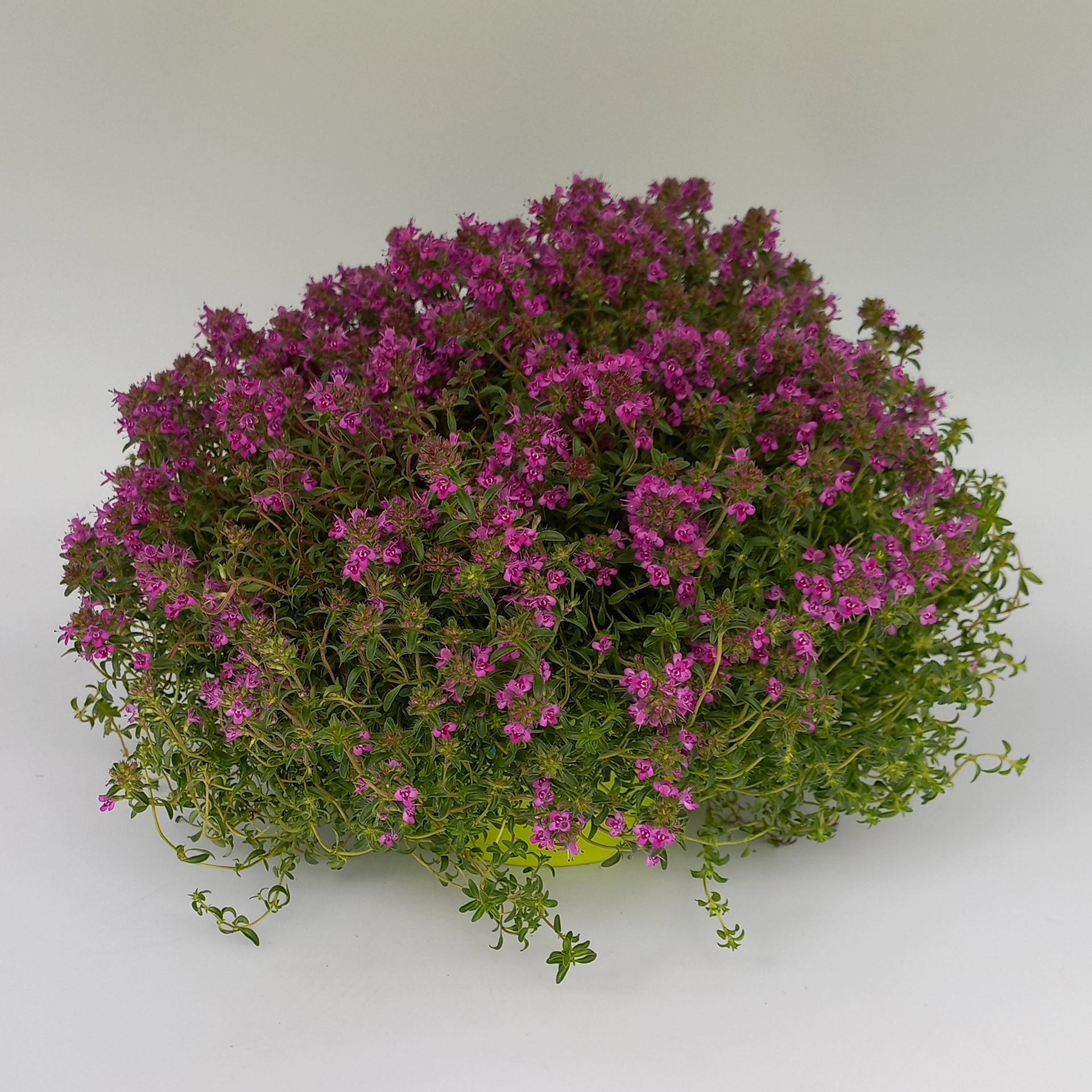 Bodendecker Teppich Thymian Purple Beauty  Polsterstaude pflegeleicht