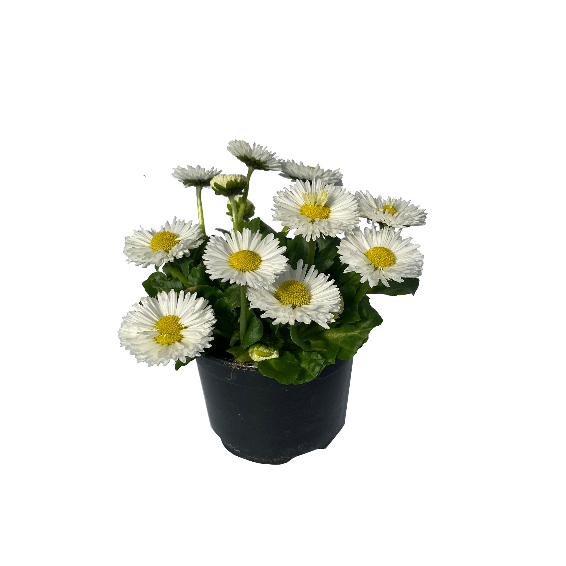 Gänseblümchen Bellis - Bellis perennis weiß, 9cm Topf Gänseblümchen Bellis - Bellis perennis weiß, 9cm Topf