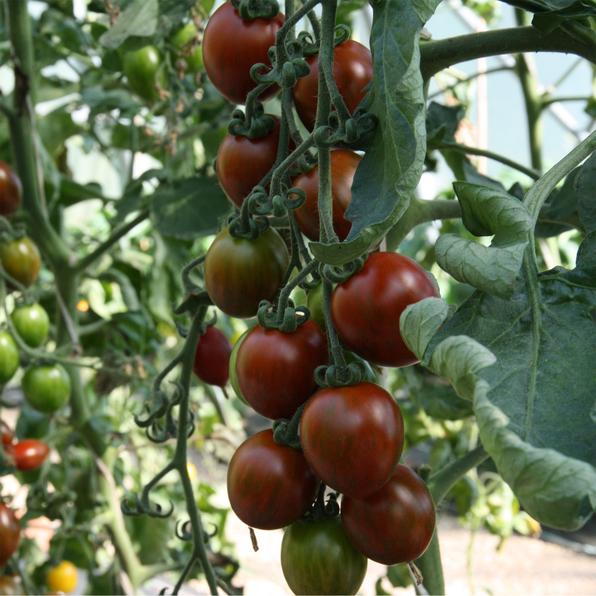 Bio Tomate Balkonia Tomatenpflanze Gemüsegarten