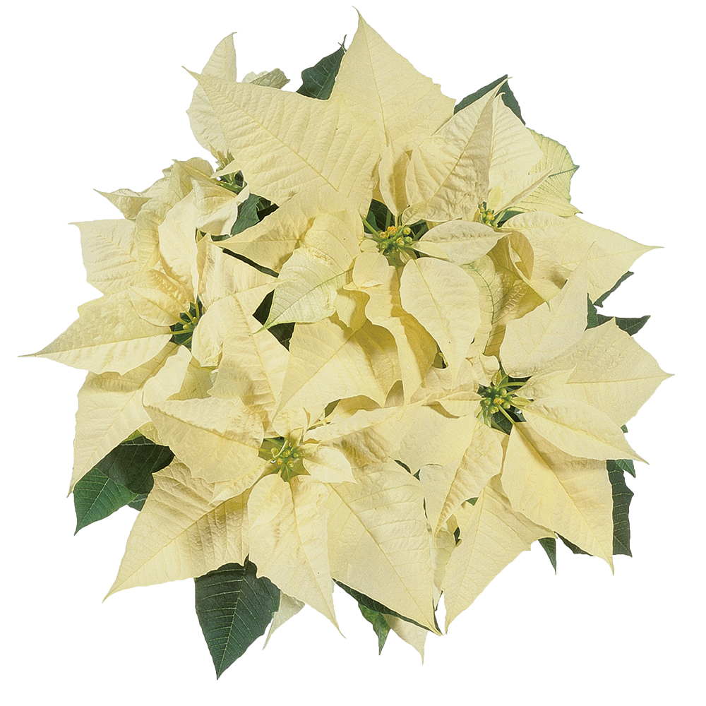 Weihnachtsstern weiß