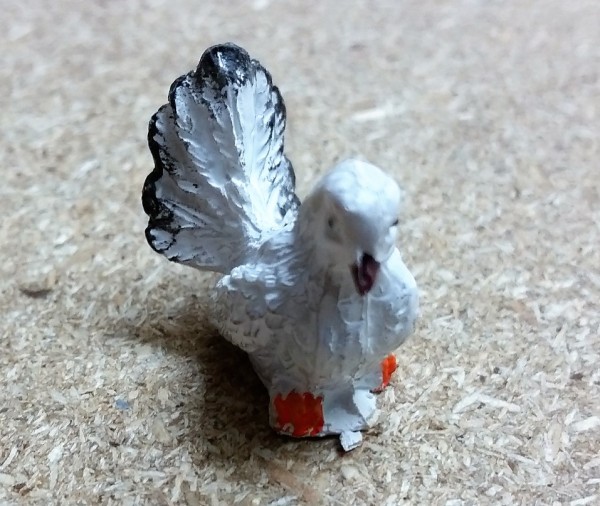 Taube weiß rechts schauend