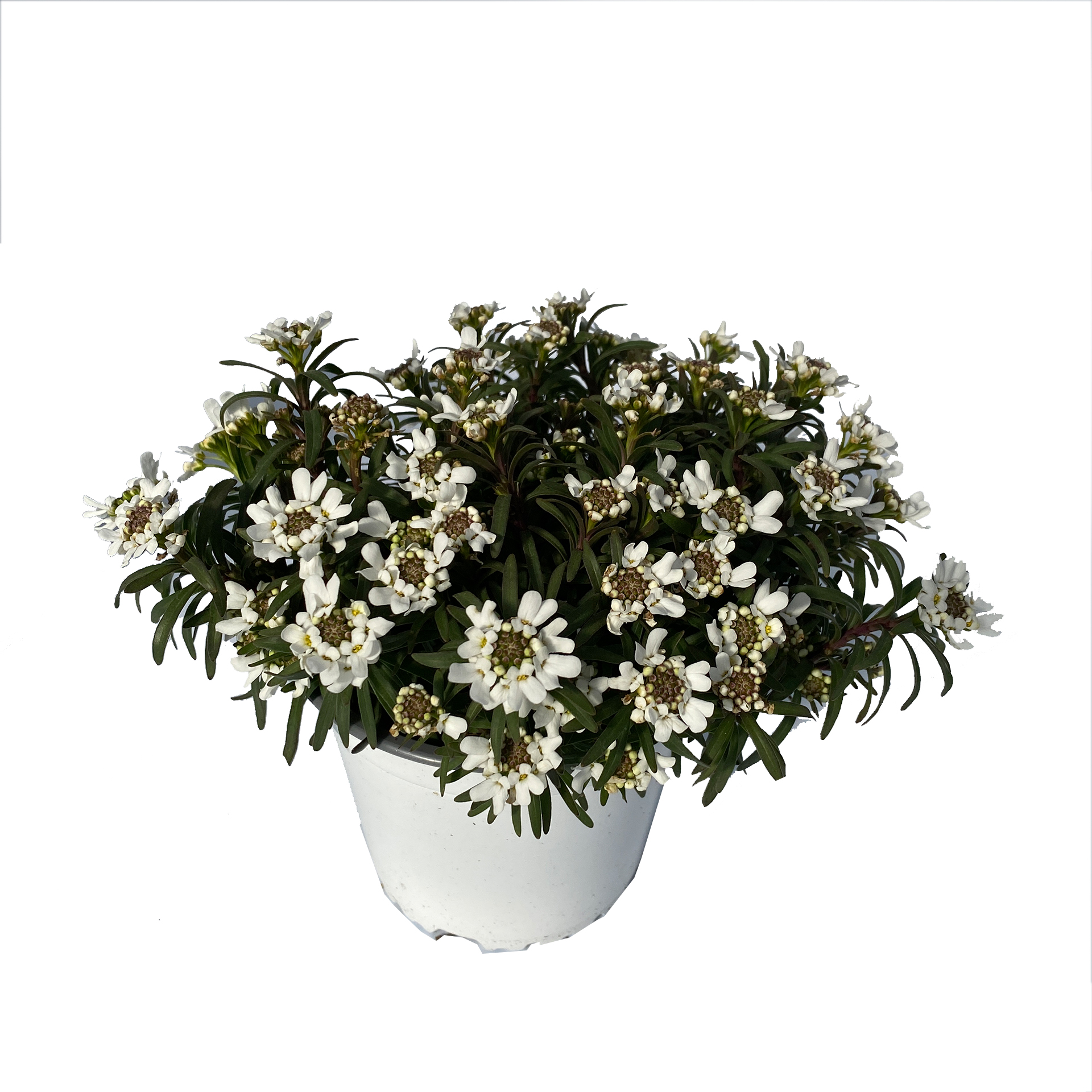 Schleifenblume - Iberis sempervirens, 13cm Topf Schleifenblume - Iberis sempervirens, 13cm Topf