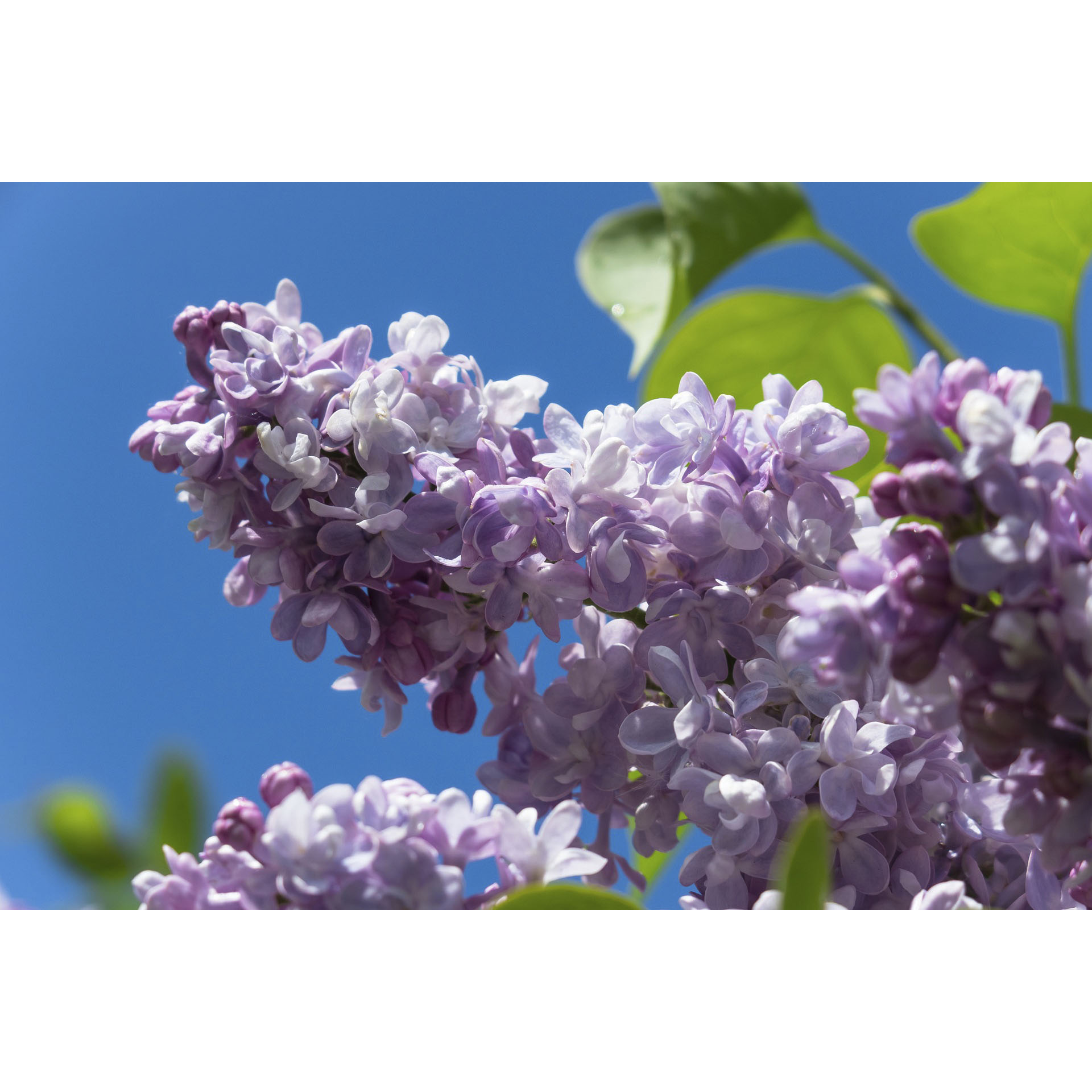 Edelflieder Président Grévy-2 Edelflieder - Syringa vulg. 'Président Grévy', C3 40-60cm