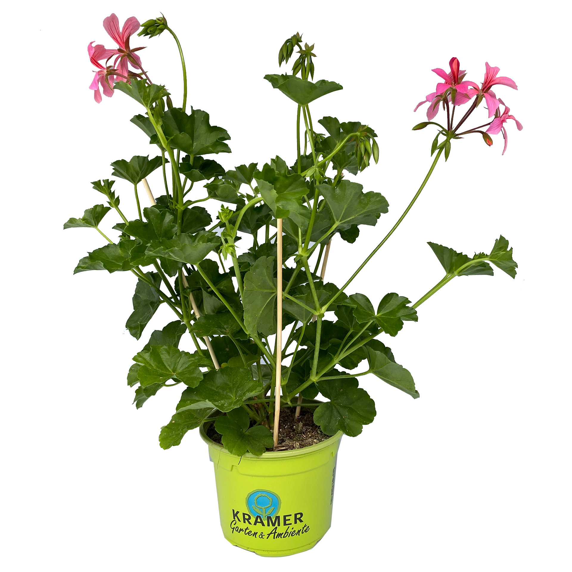 Geranie hängend 'Ville de Paris Rosa' - Pelargonium peltatum, 12cm Topf Geranie hängend 'Ville de Paris Rosa' - Pelargonium peltatum, 12cm Topf