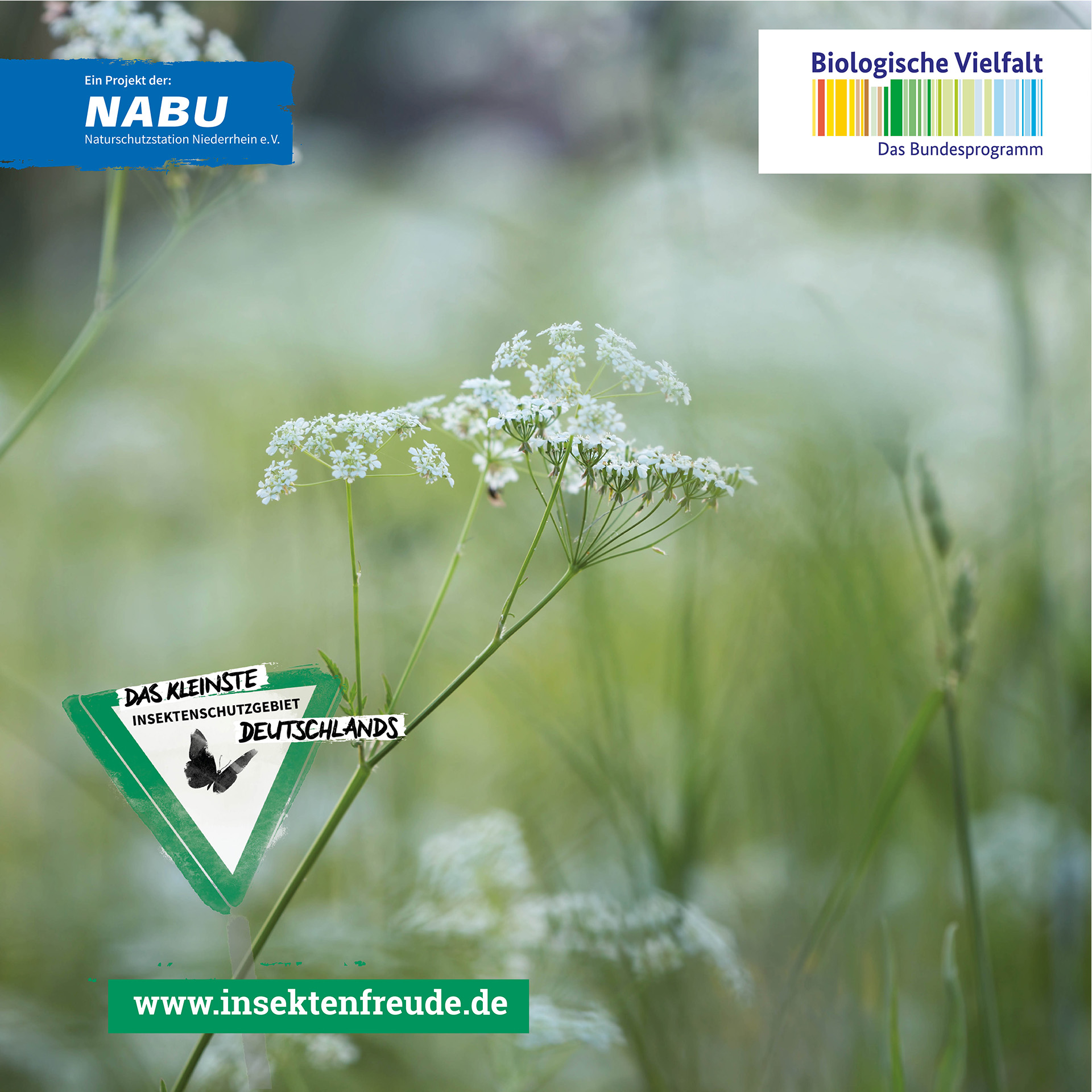 weisse blütendolden, Blume, Pflanze, Apiaceae
