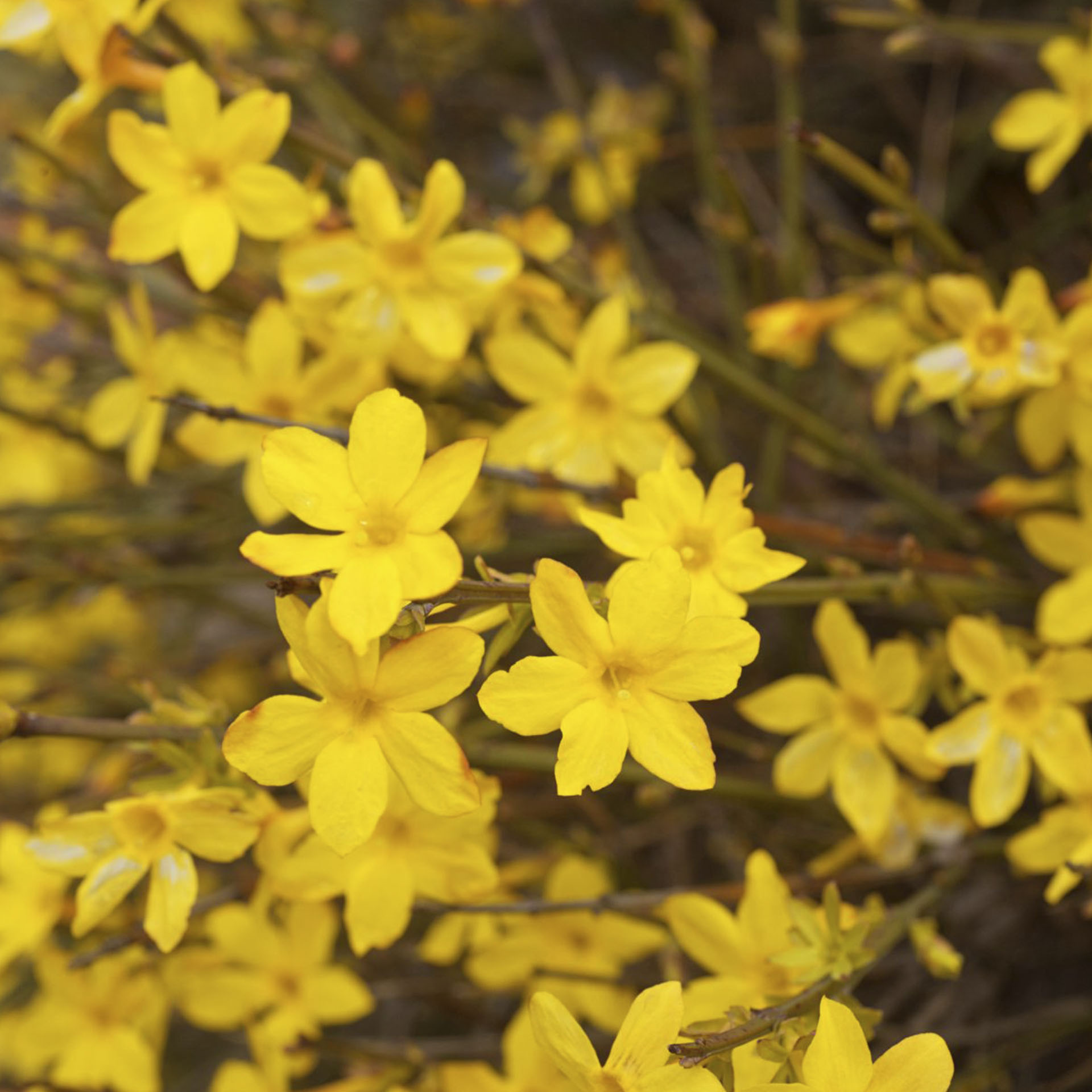 Winterjasmin-2 Winterjasmin - Jasminum nudiflorum, C2 eckig 40-60cm