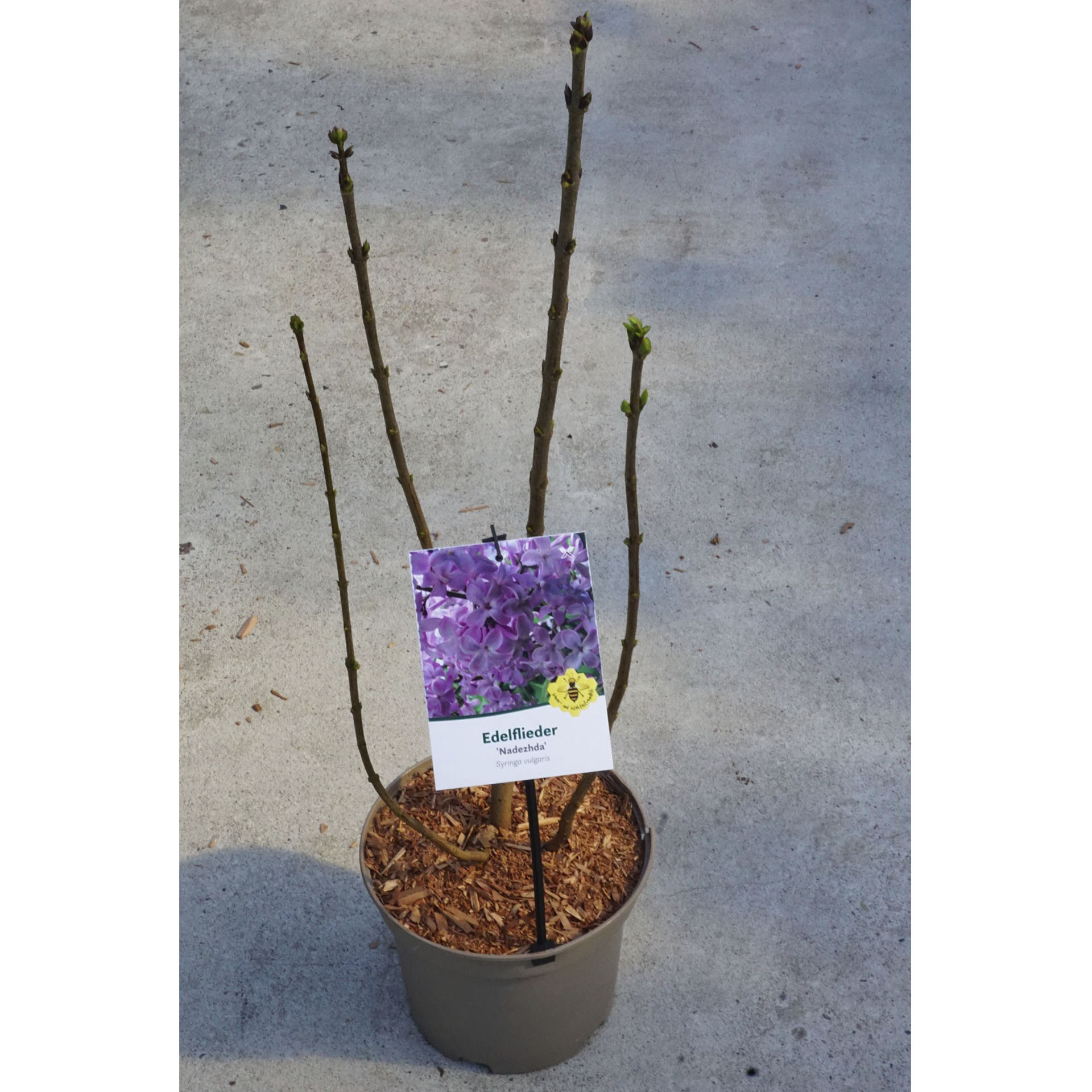 Edelfleider Nadezhda im Pflanztopf mit Pflanzenschild