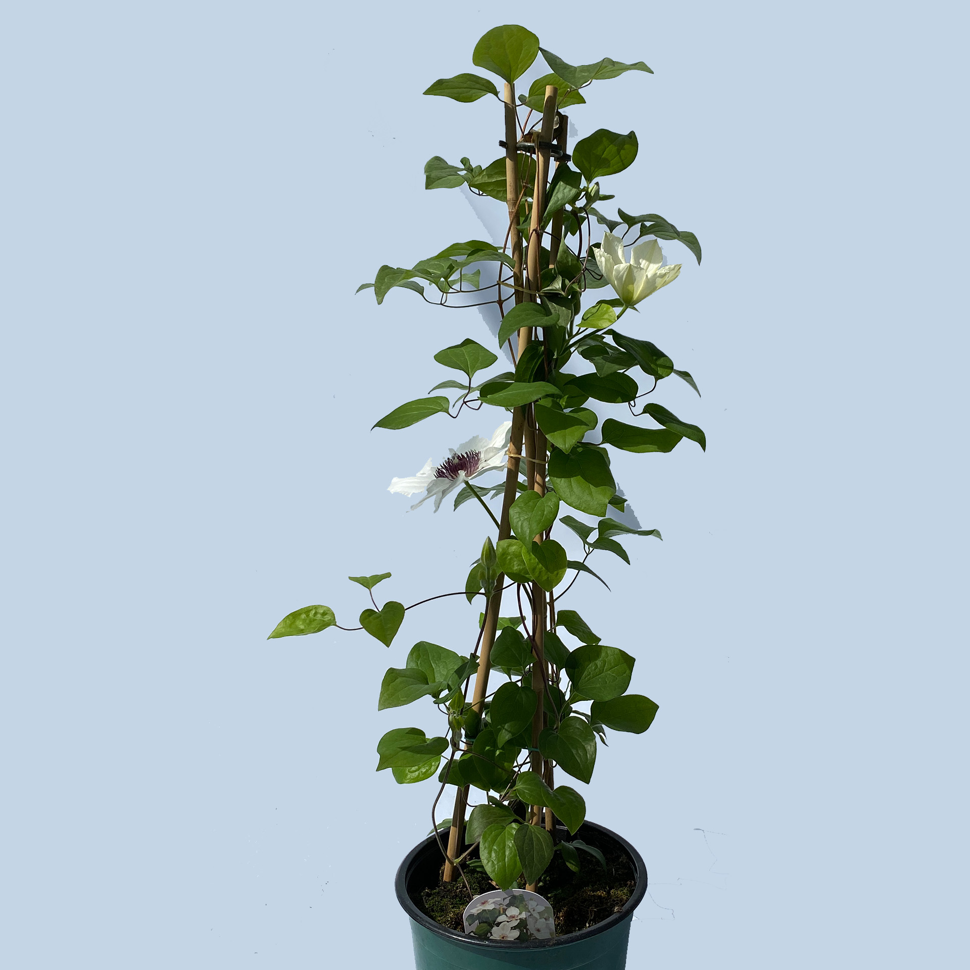 Clematis / Waldrebe 'Ninon' weiß, 19cm Topf Clematis / Waldrebe 'Ninon' weiß, 19cm Topf