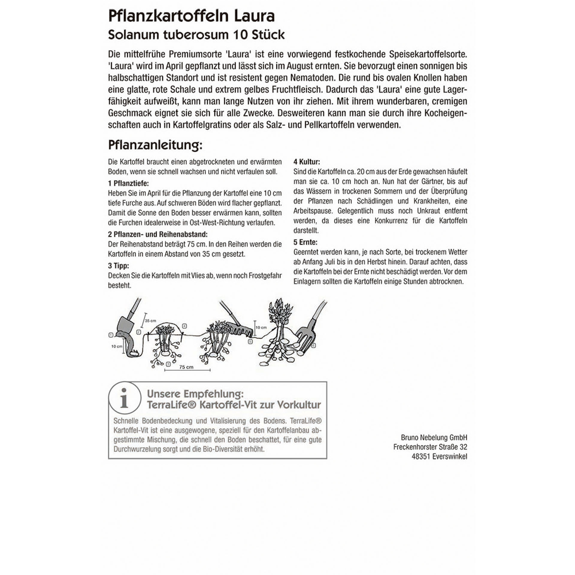 Pflanzkartoffeln Laura Saatkartoffeln vorwiegend festkochend mittelfrüh