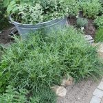 BIO Rucola winterhart