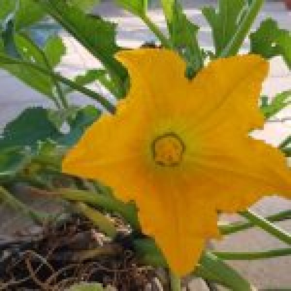 BIO Balkon-Zucchini