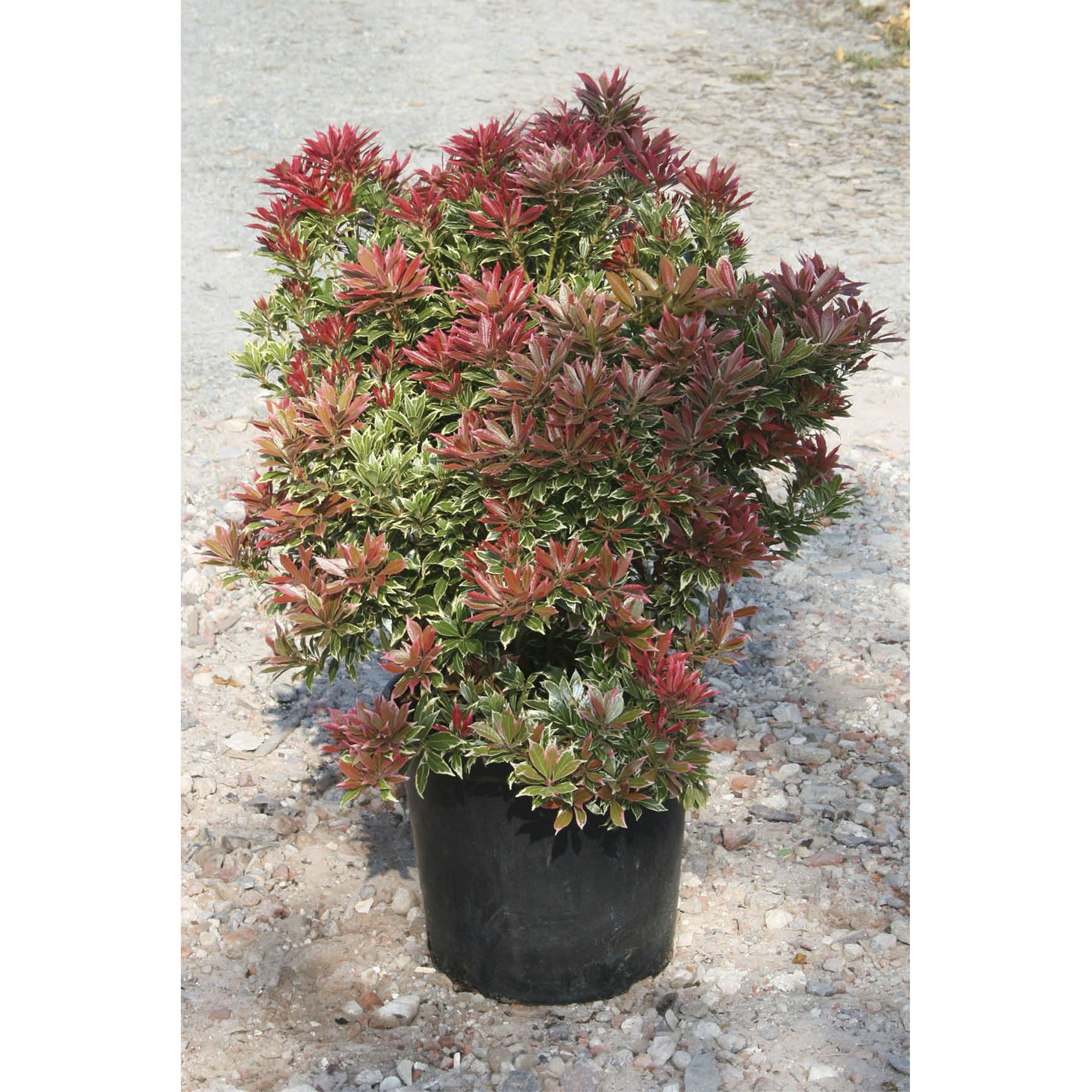 Schattenglöckchenim Pflanztopf mit grünem Laub und rotem Austrieb