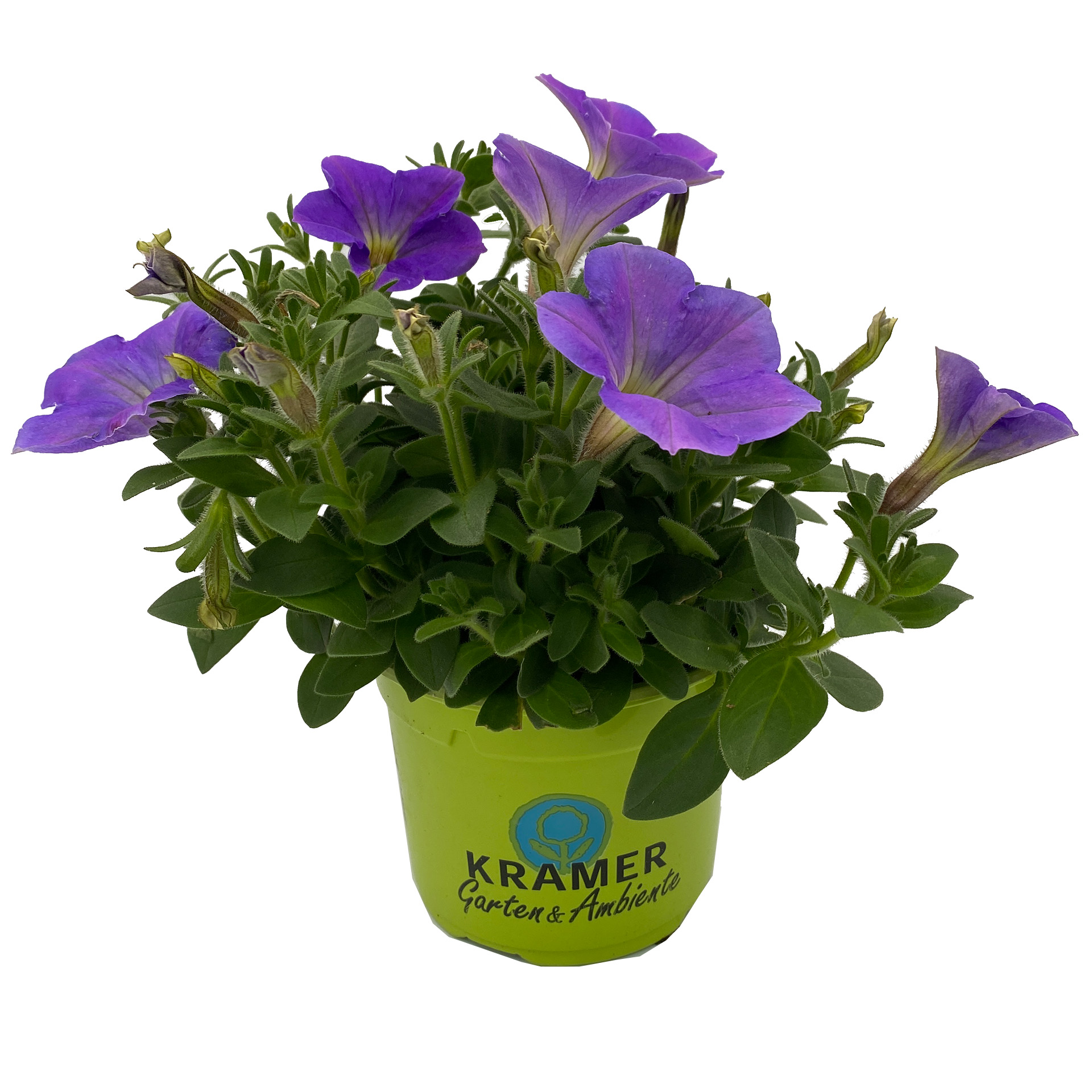 Petunie - Surfinia 'Surprise Blue Sky', 12cm Topf Petunie - Surfinia 'Surprise Blue Sky', 12cm Topf
