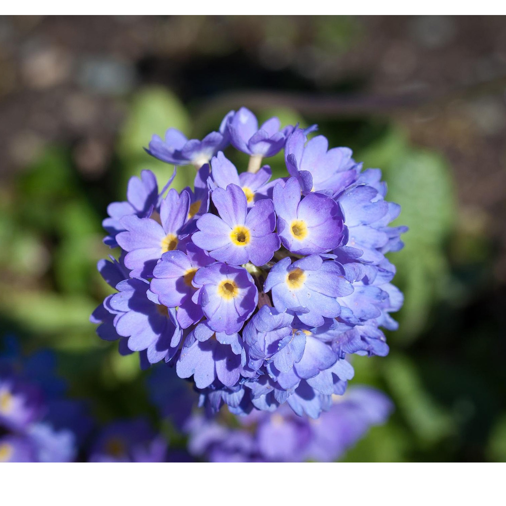 blaues blütenbukett, kleeblüten, pflanze, blumen, staude