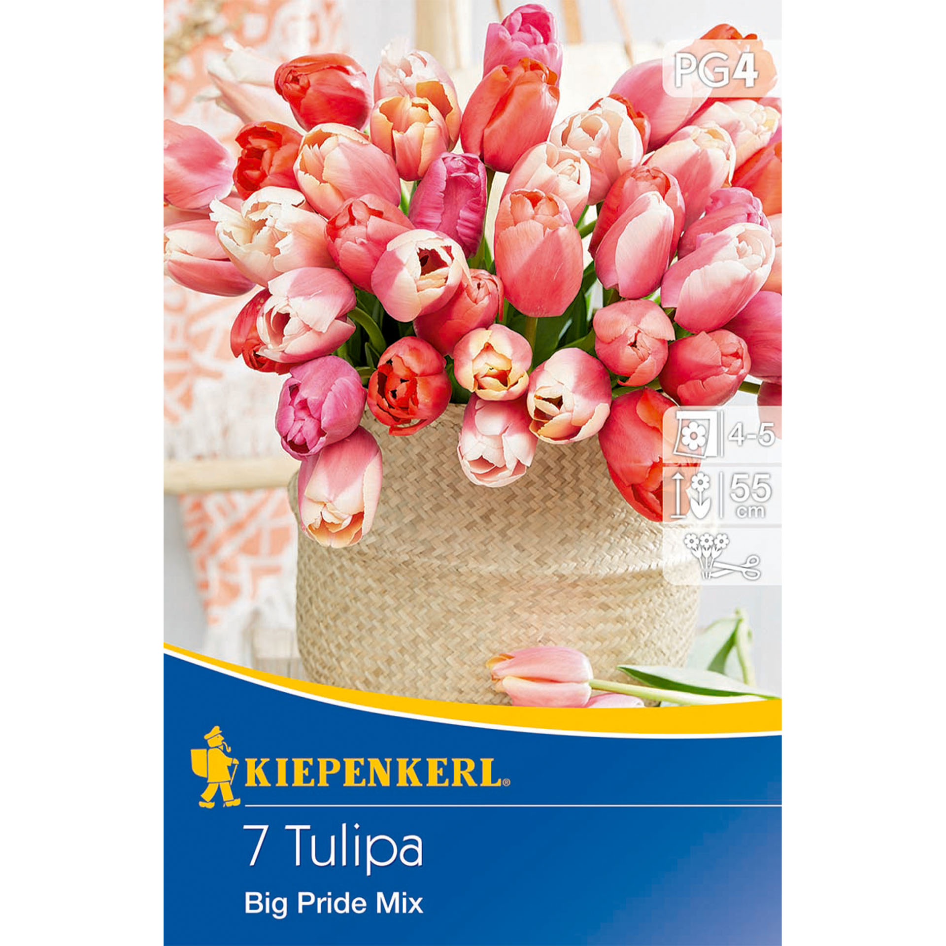 Tulpe 'Big Pride Mix'', Blumenzwiebeln Blume, Blumen-Arrangement, Blumenstrauß, Blütenblatt, Werbung