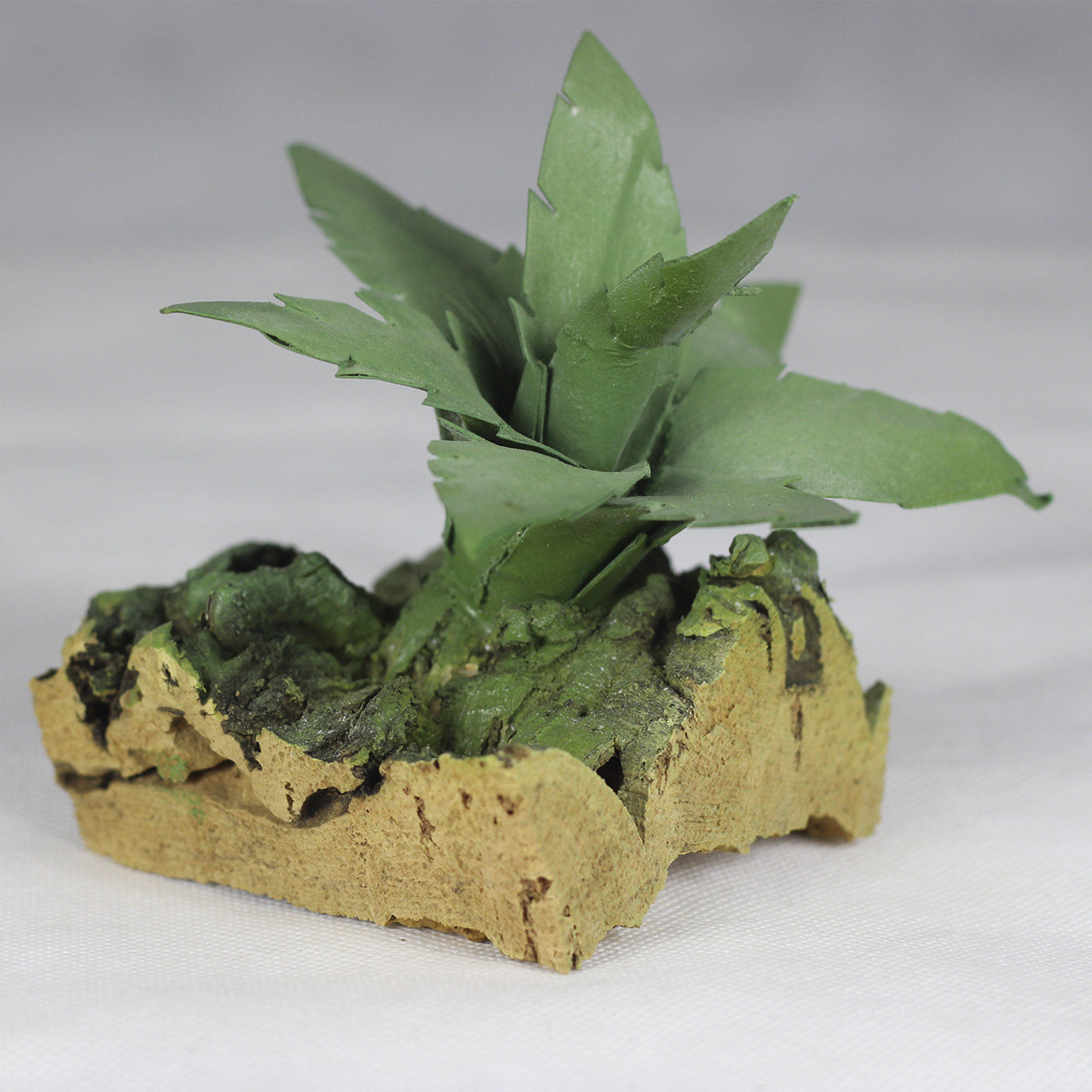 Agave Krippenbotanik Pflanze zur Gestaltung der Krippenlandschaft