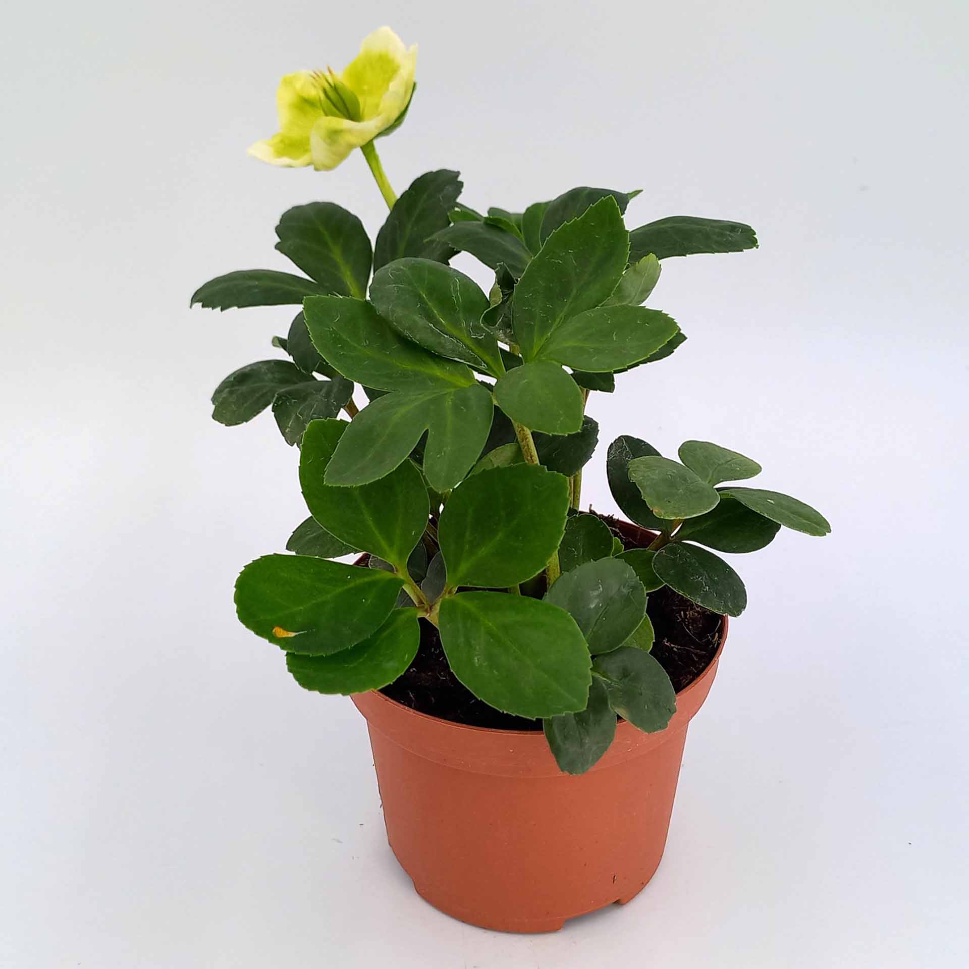 Christrose Helleborus niger 5cm Christrose Helleborus niger 5cm