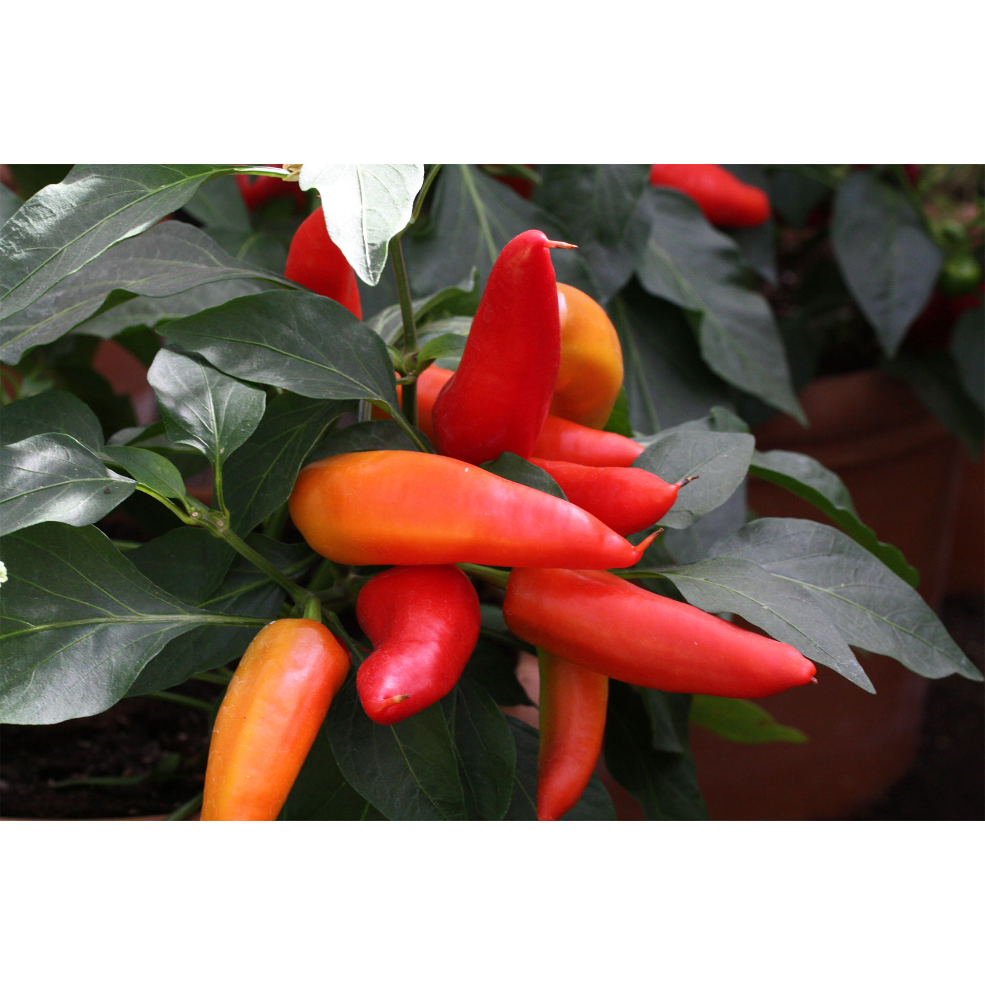 BIO Snack Chili Kräuter