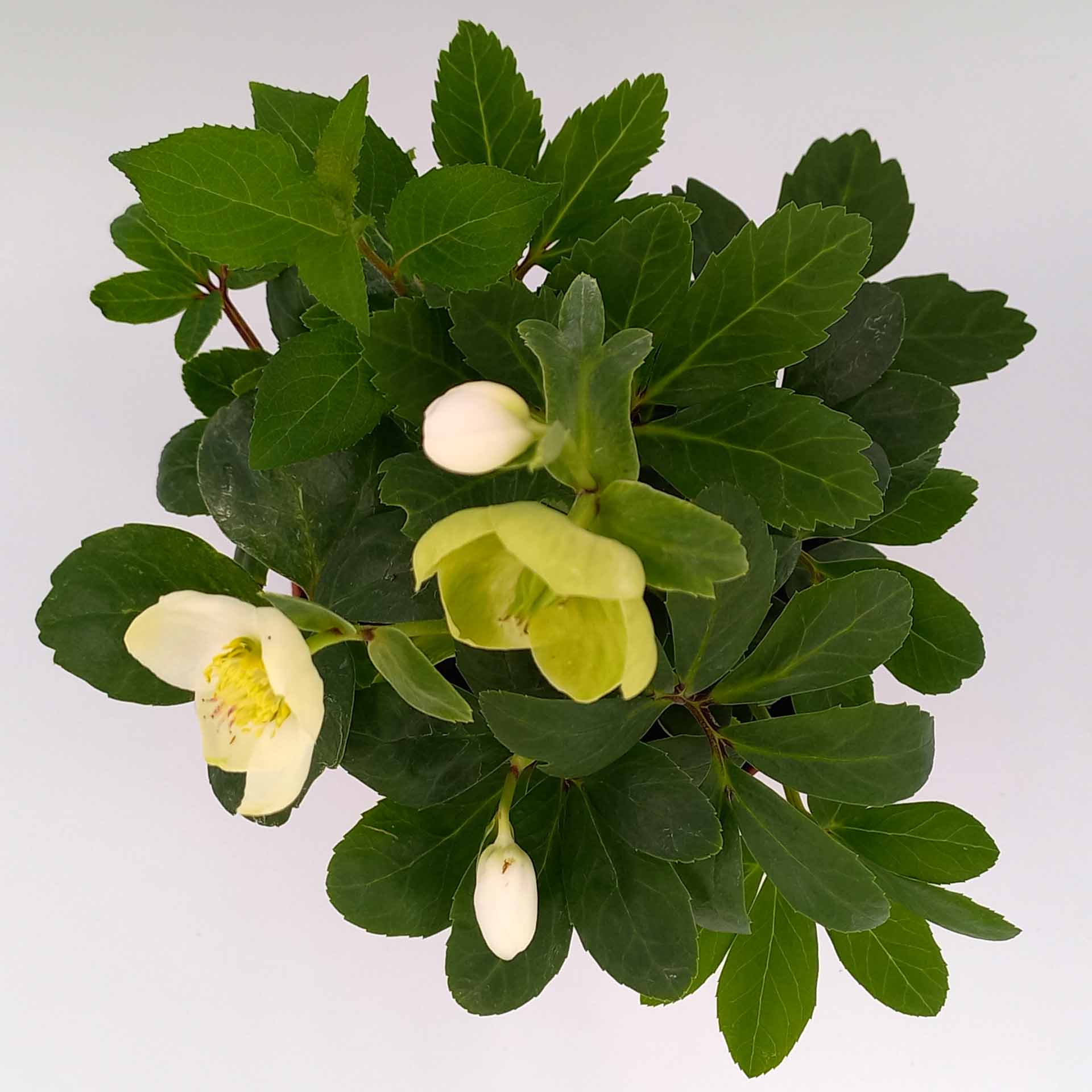 Christrose Helleborus niger 13cm Topf