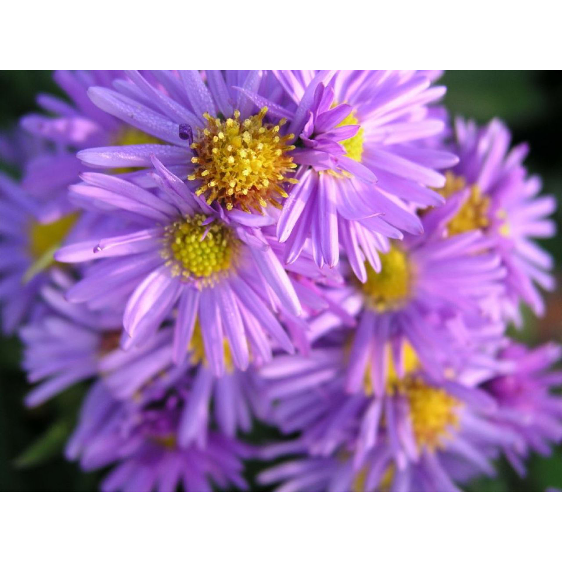 Gänseblümchen, Blume, Pflanze, Purpur