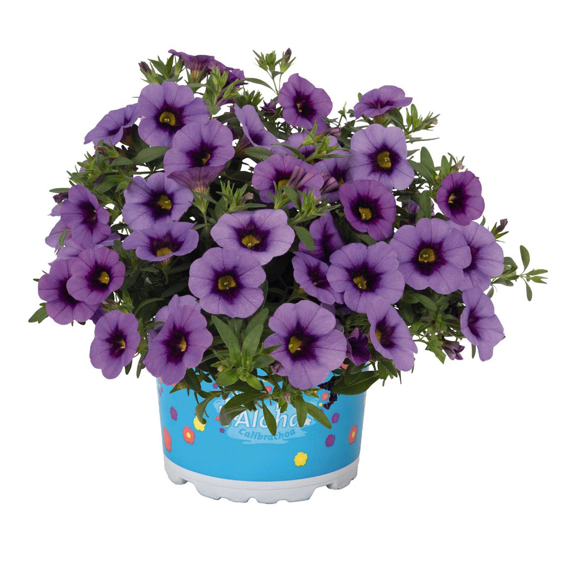 Calibrachoa-Kona-Tiki-Blue-Sky Zauberglöckchen - Calibrachoa 'Aloha Kona Tiki Blue Sky', 12cm Topf