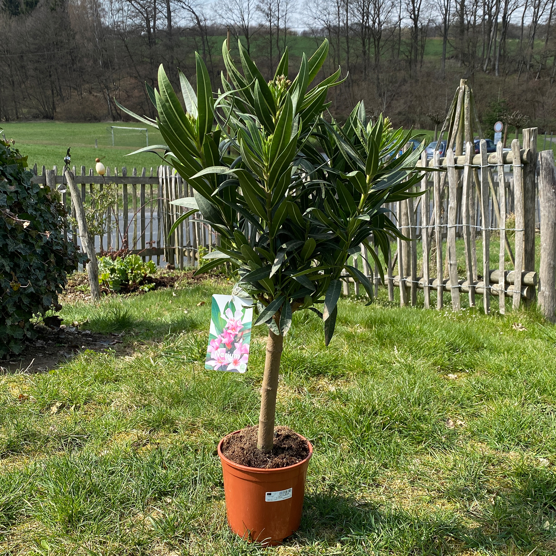 Oleander_Stämmchen Oleander_Stämmchen