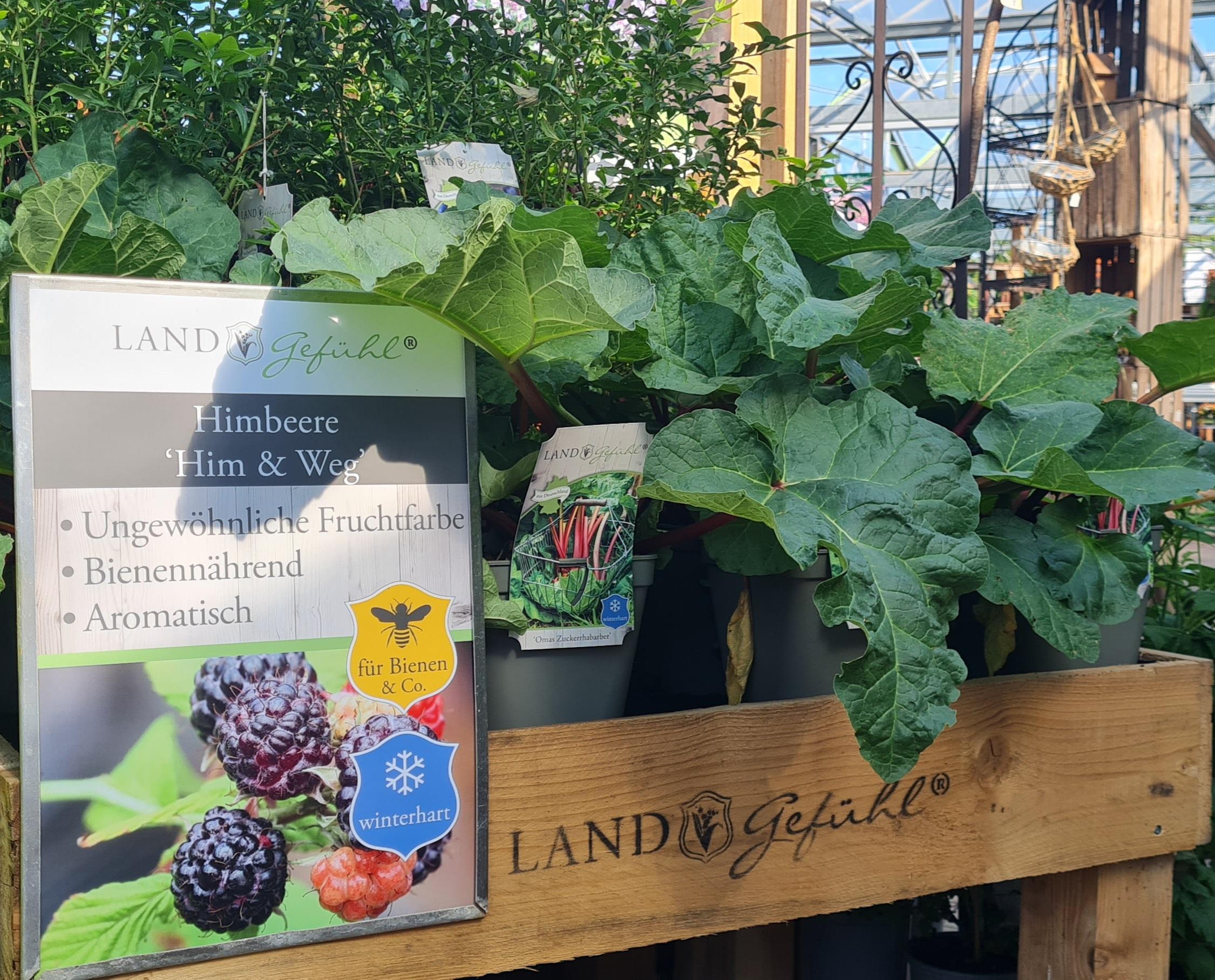 beerensträucher landgefühl fruchtige beerensträucher von landgefühl für den garten oder balkon