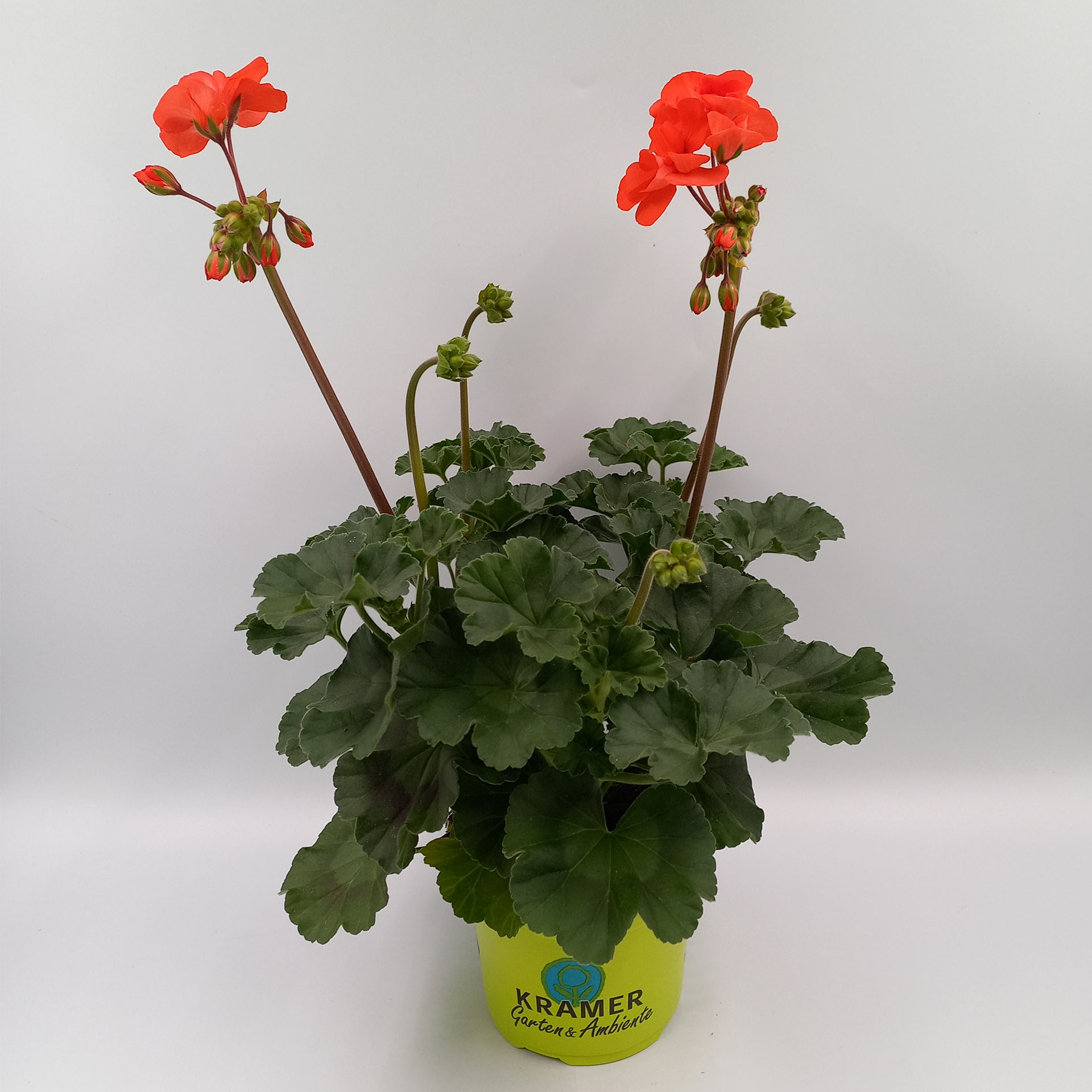 Geranie stehend 'Dolce Vita Sylvia' - Pelargonium zonale, 12cm Topf Blume, Geranie, Pflanze