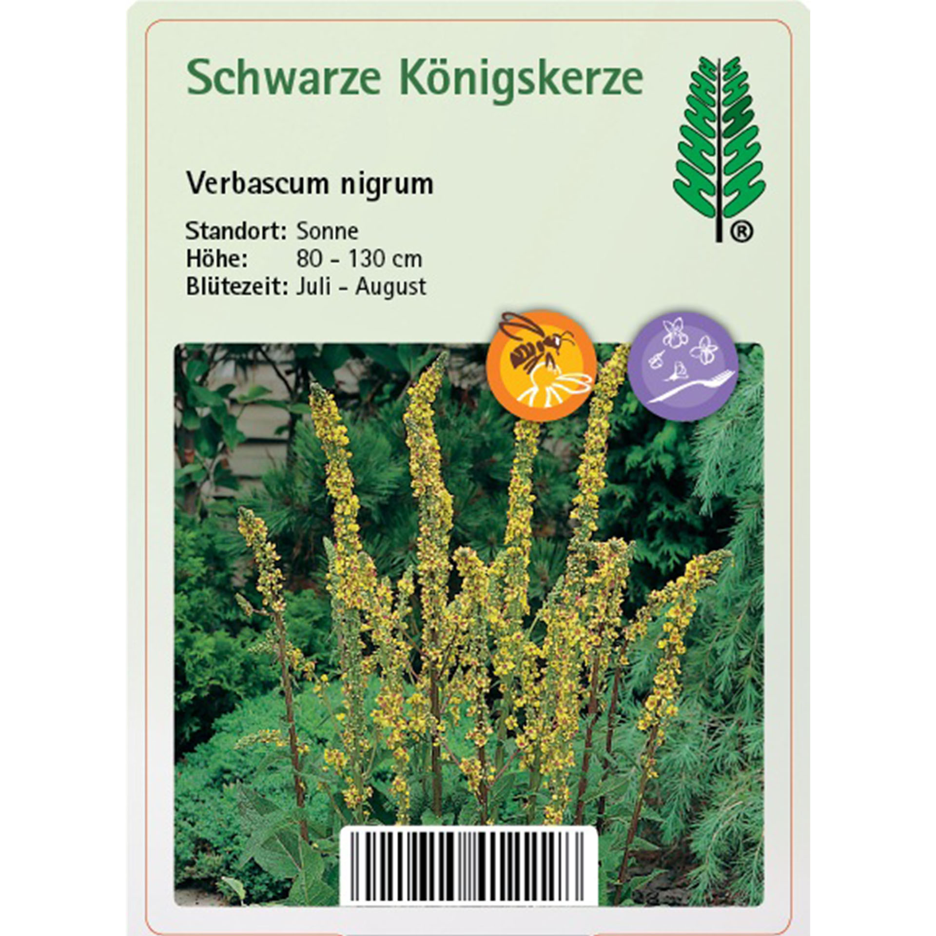 Verbasum nigrum, Schwarze Königskerze, Wurzelausschnitt, Blüte Juli-August, Gartenpflanze