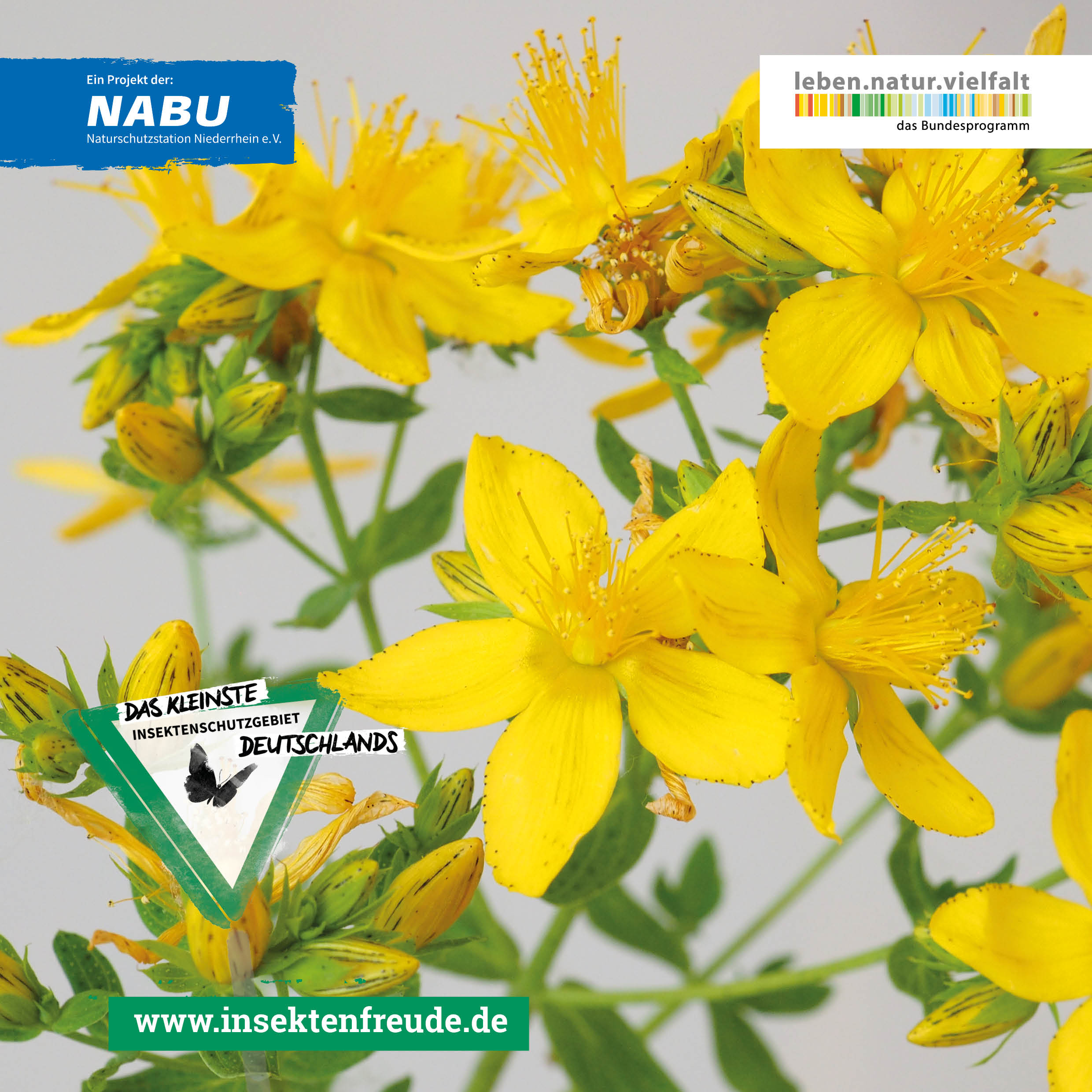 Blume, Pflanze, Narzisse