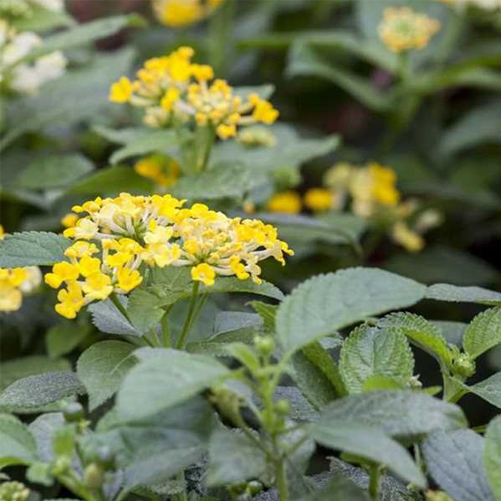 Wandelröschen Stamm - Lantana camara gelb, 14cm Topf Wandelröschen Stamm - Lantana camara gelb, 14cm Topf