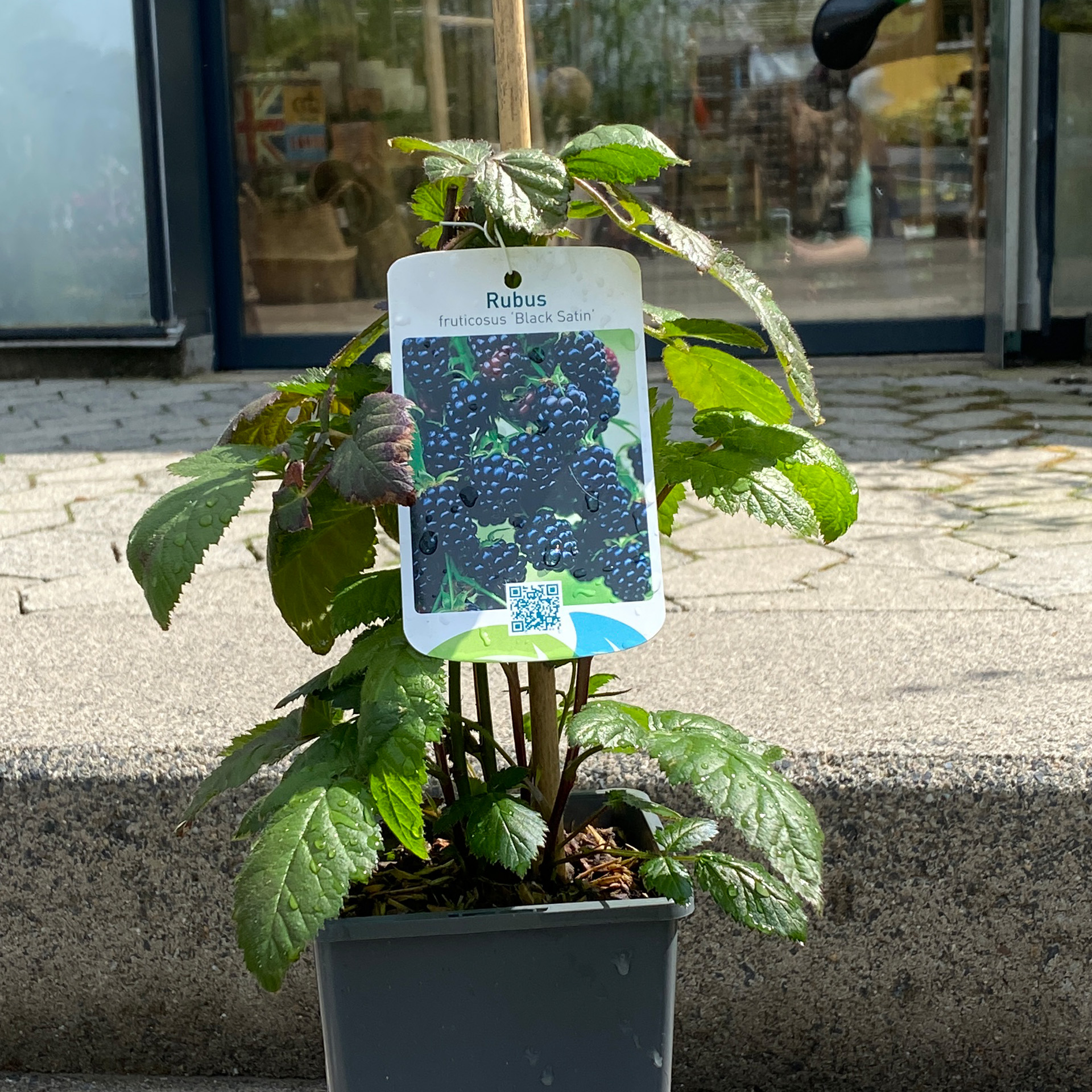 Brombeere Black Satin dornenlos Bromebeerpflanze Kletterpflanze