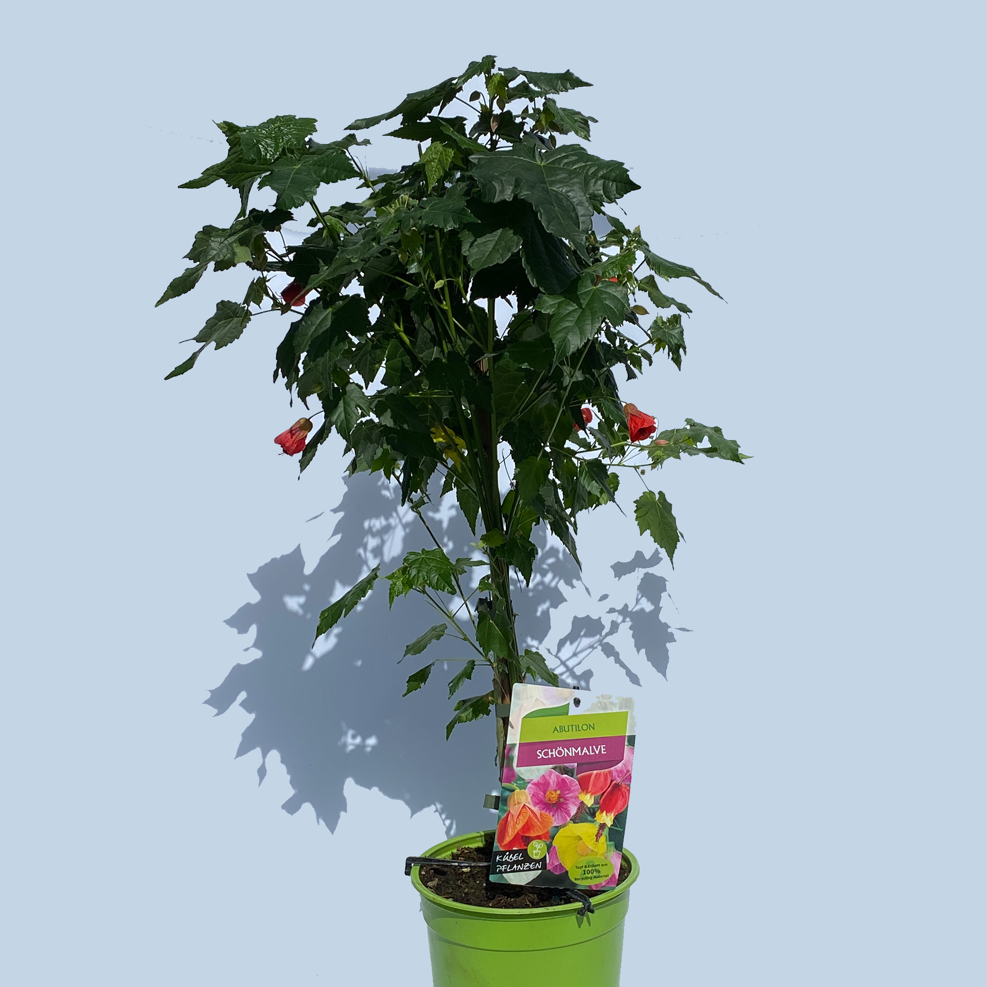 Schönmalve Stamm - Abutilon Hybride orange, 19cm Topf Schönmalve Stamm - Abutilon Hybride orange, 19cm Topf