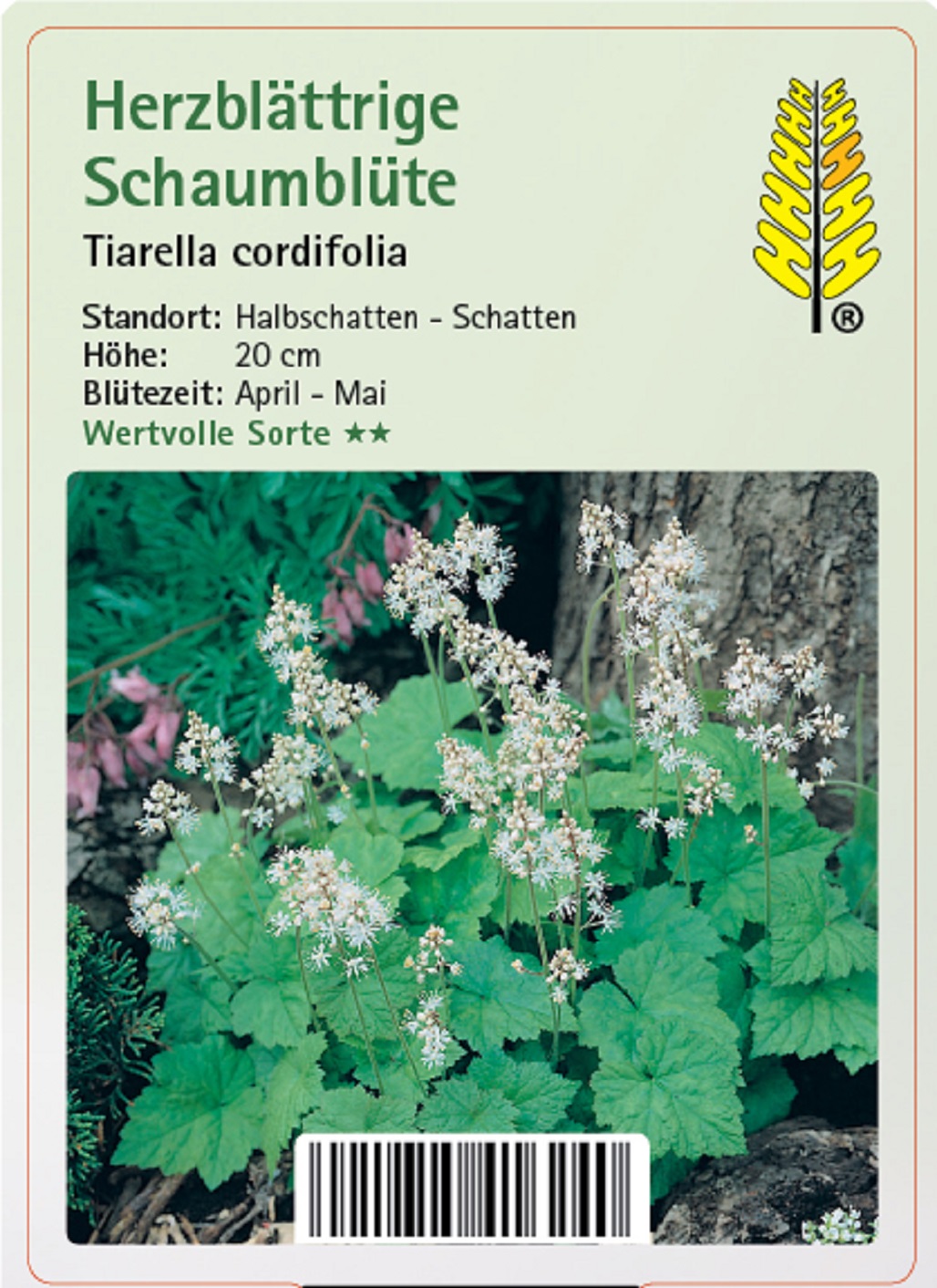 Herzblättrige Schaumblüte - Tiarella cordifolia, 9cm Topf Herzblättrige Schaumblüte - Tiarella cordifolia, 9cm Topf